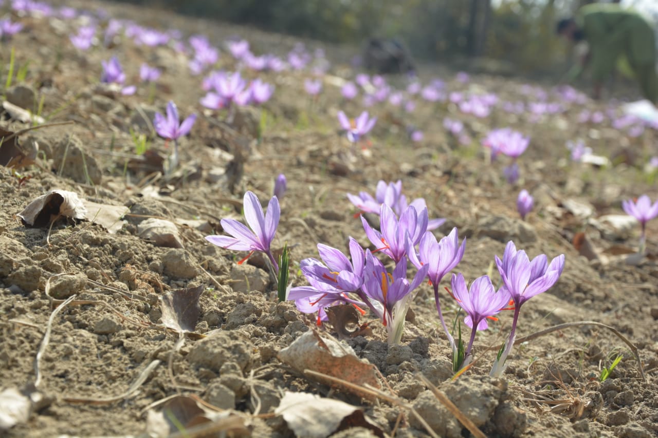 Purple Kashmir Saffron flowers growing in a field