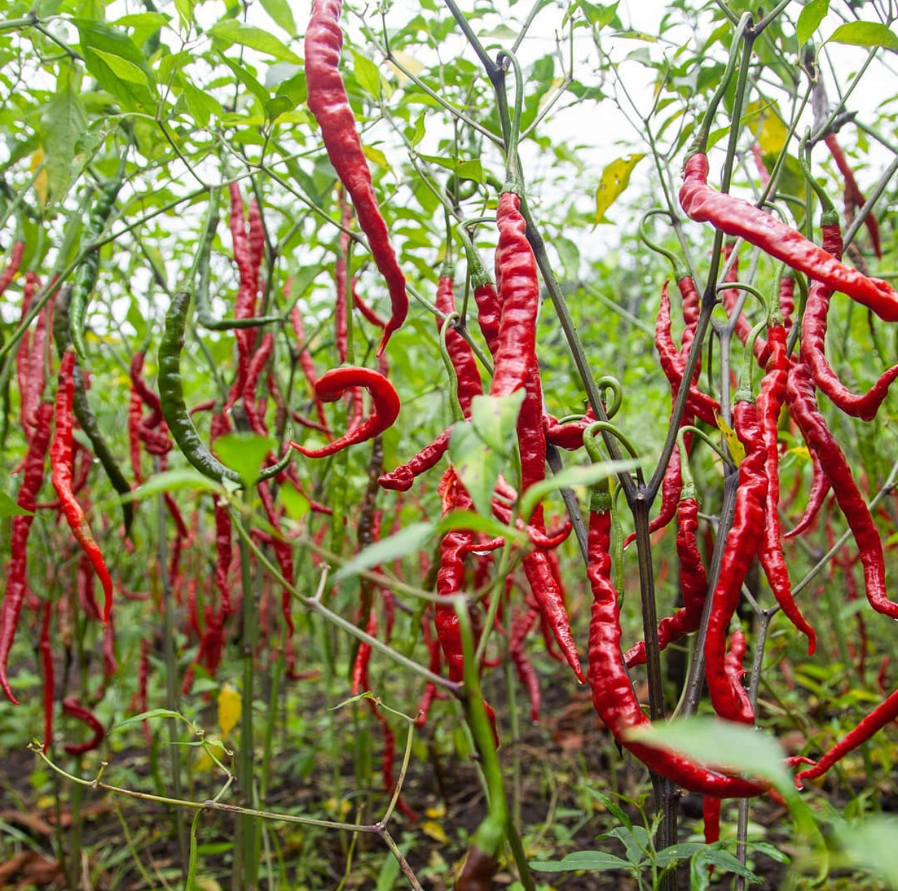 Sirārakhong Hāthei chillies on plants