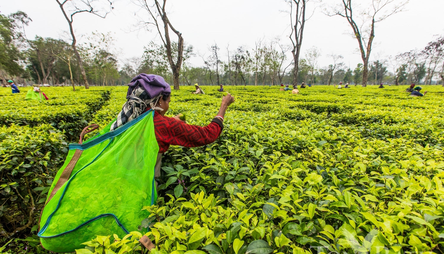 A woman stands in a field of bright green tea bushes, with a green harvesting bag of tea leaves on her back