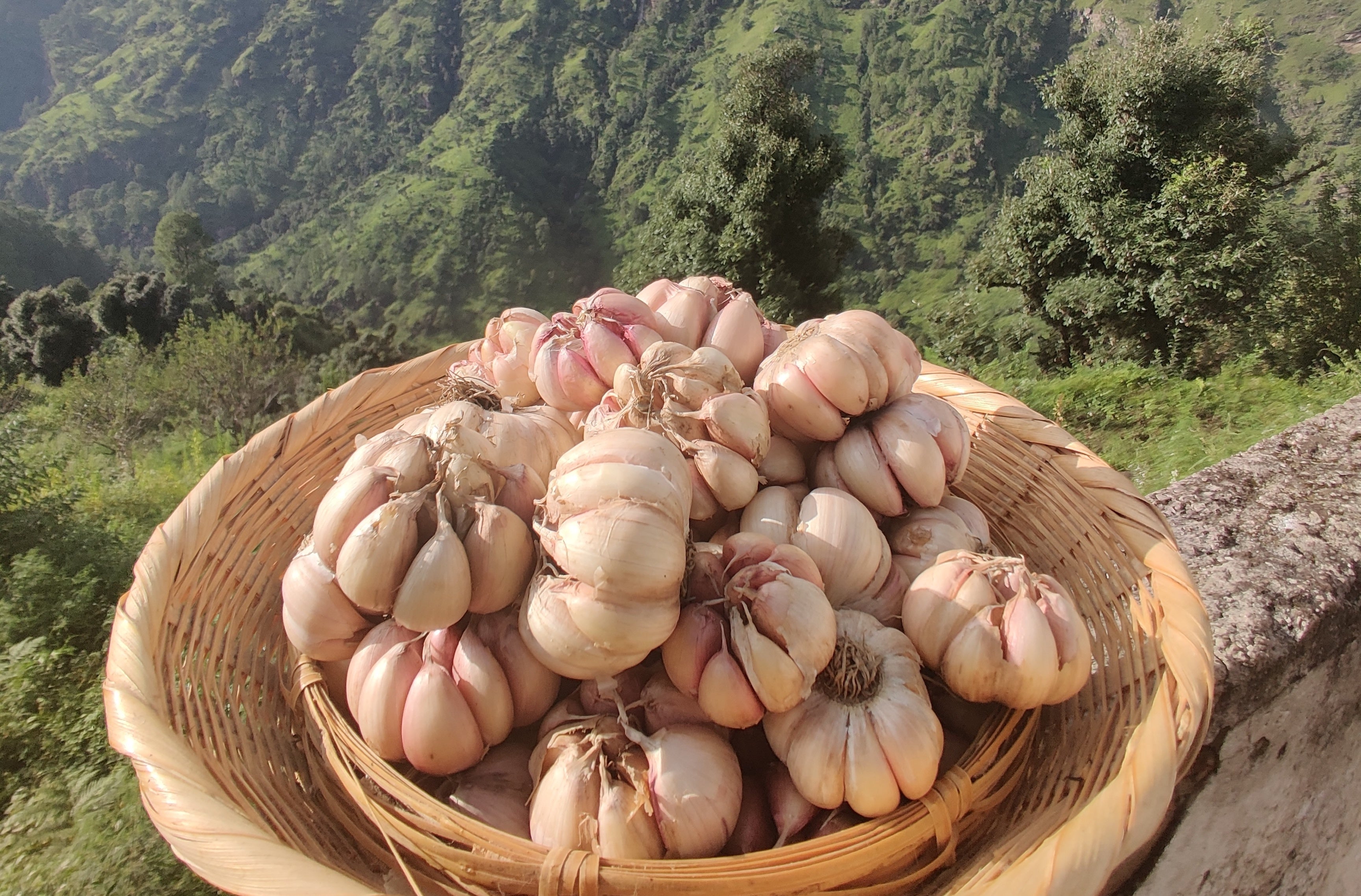 Pahadi Pink Garlic heads in a wicker basket overlooking the Tons Valley