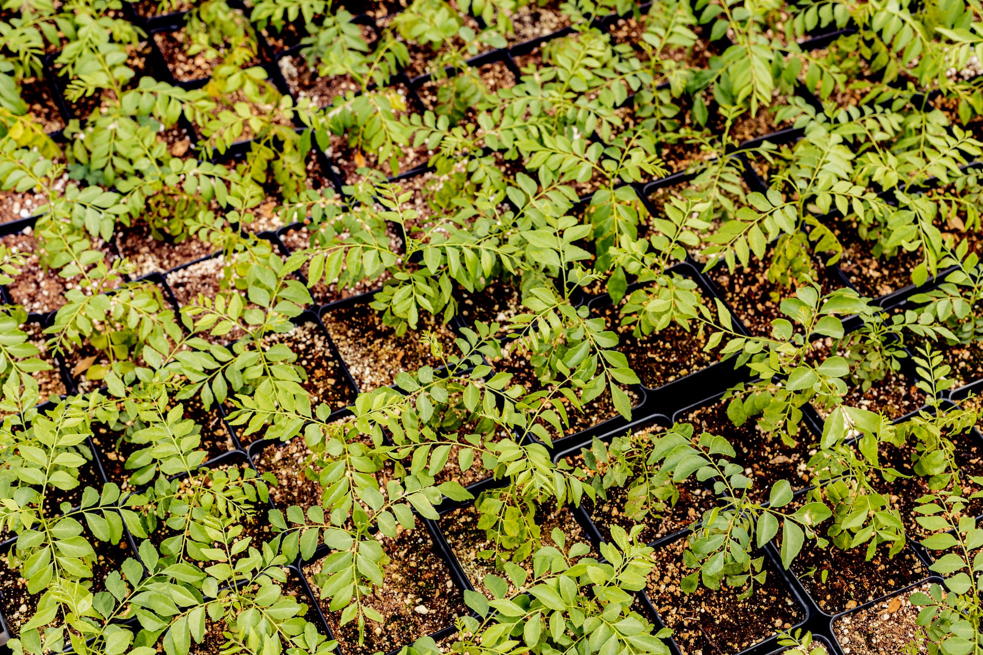 Kadipatta plants in pots from above