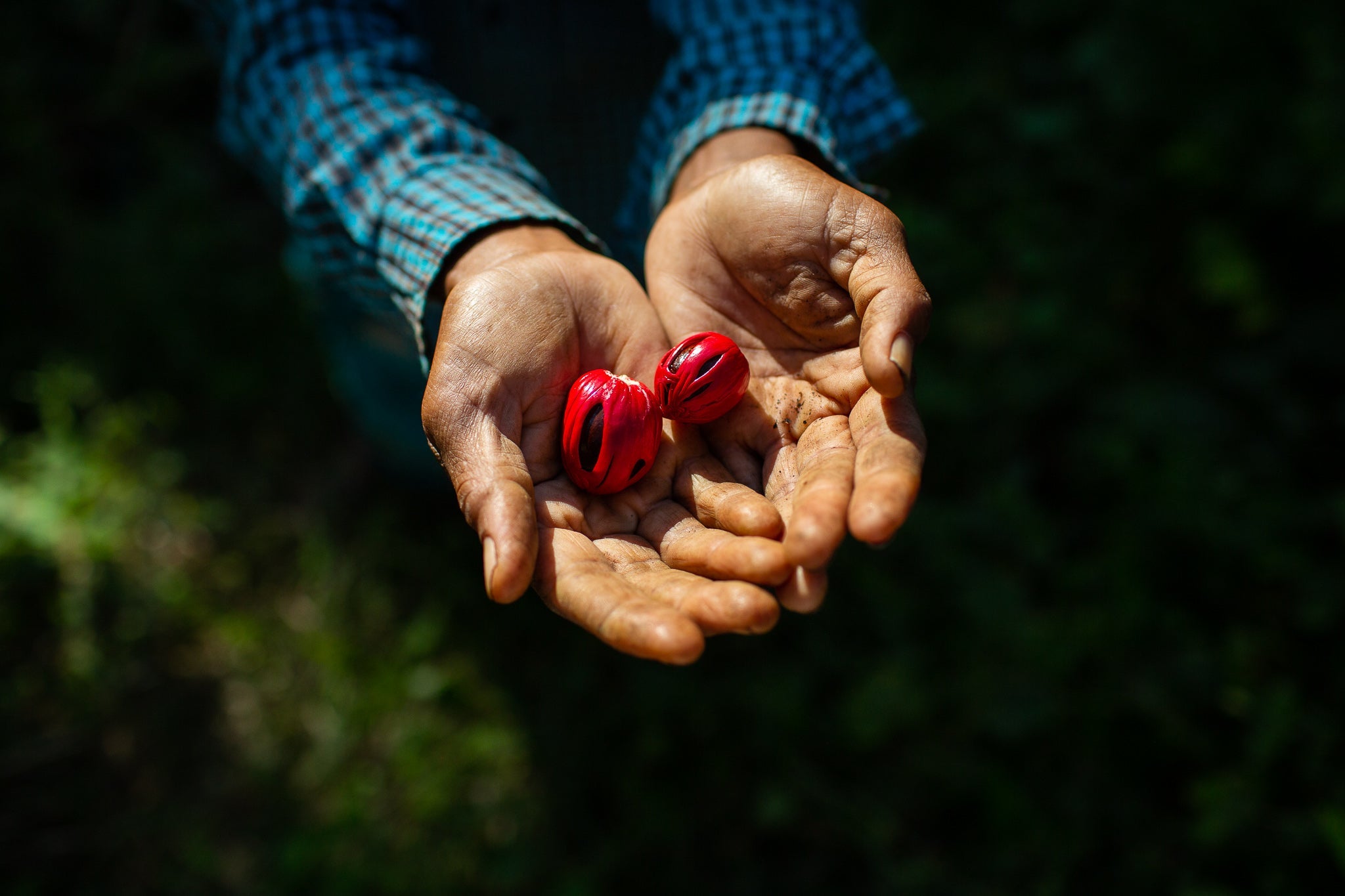Hands holding two nutmeg-mace pods (bright reddish-pink mace wraps around dark inner nutmeg)