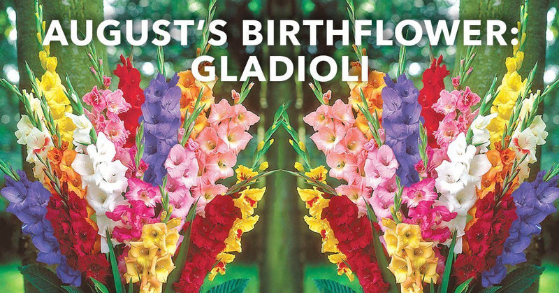 August's Birthflower: Gladiolas