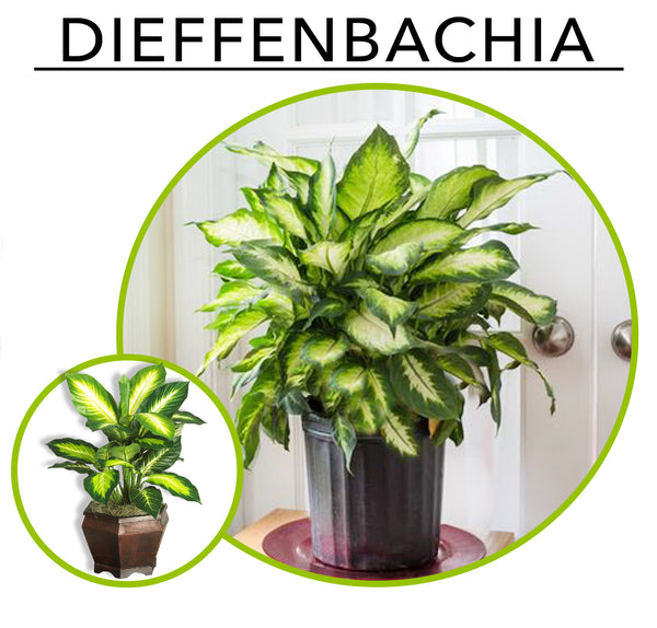 Tropic Like its Hot; Artificial Plants To Create Your Own Urban Jungle Indoors: Dieffenbachia