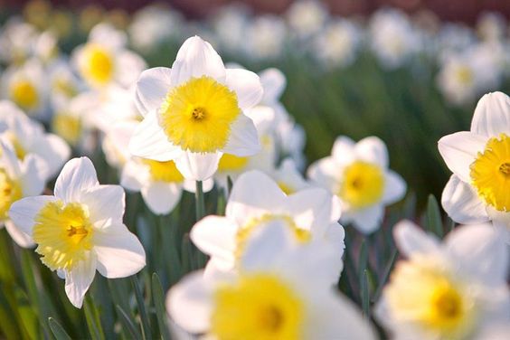 December’s Birth Flower: Narcissus & Holly – Nearly Natural