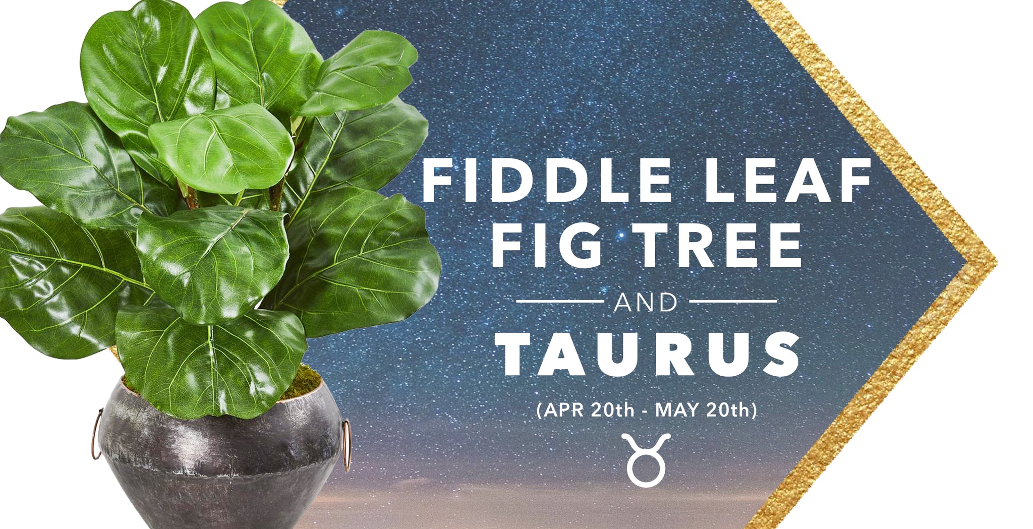 SILK FIDDLE LEAF TREES & TAURUS