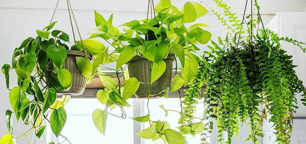 common hanging plants