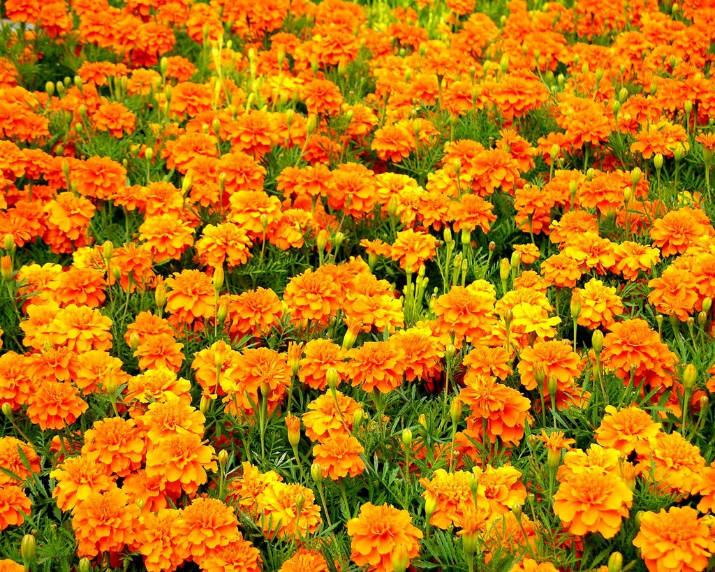 October's Birth Flower: Marigolds