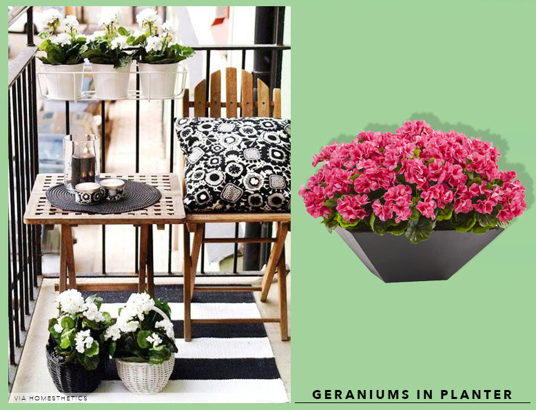 Spring Cleaning + Sprucing With UV Resistant Geraniums