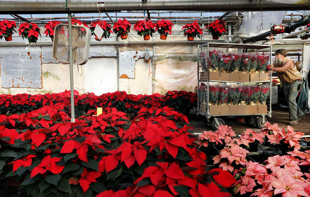 National Poinsettia Day: Fun Facts About This Winter Flower