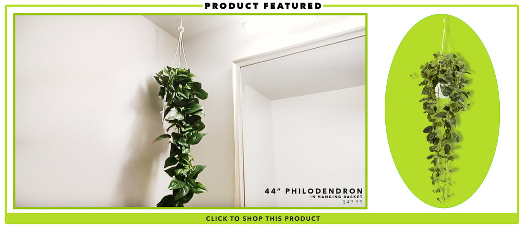 How To Style Fake Plants_ Hanging Philodendron