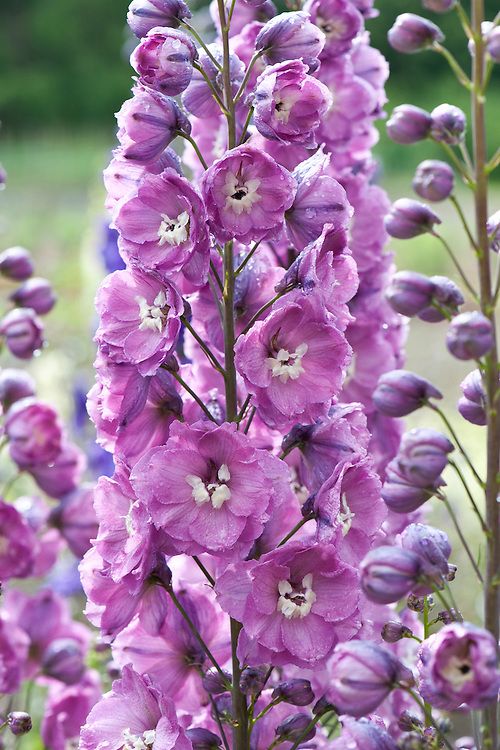 July's Birthflower: Delphiniums