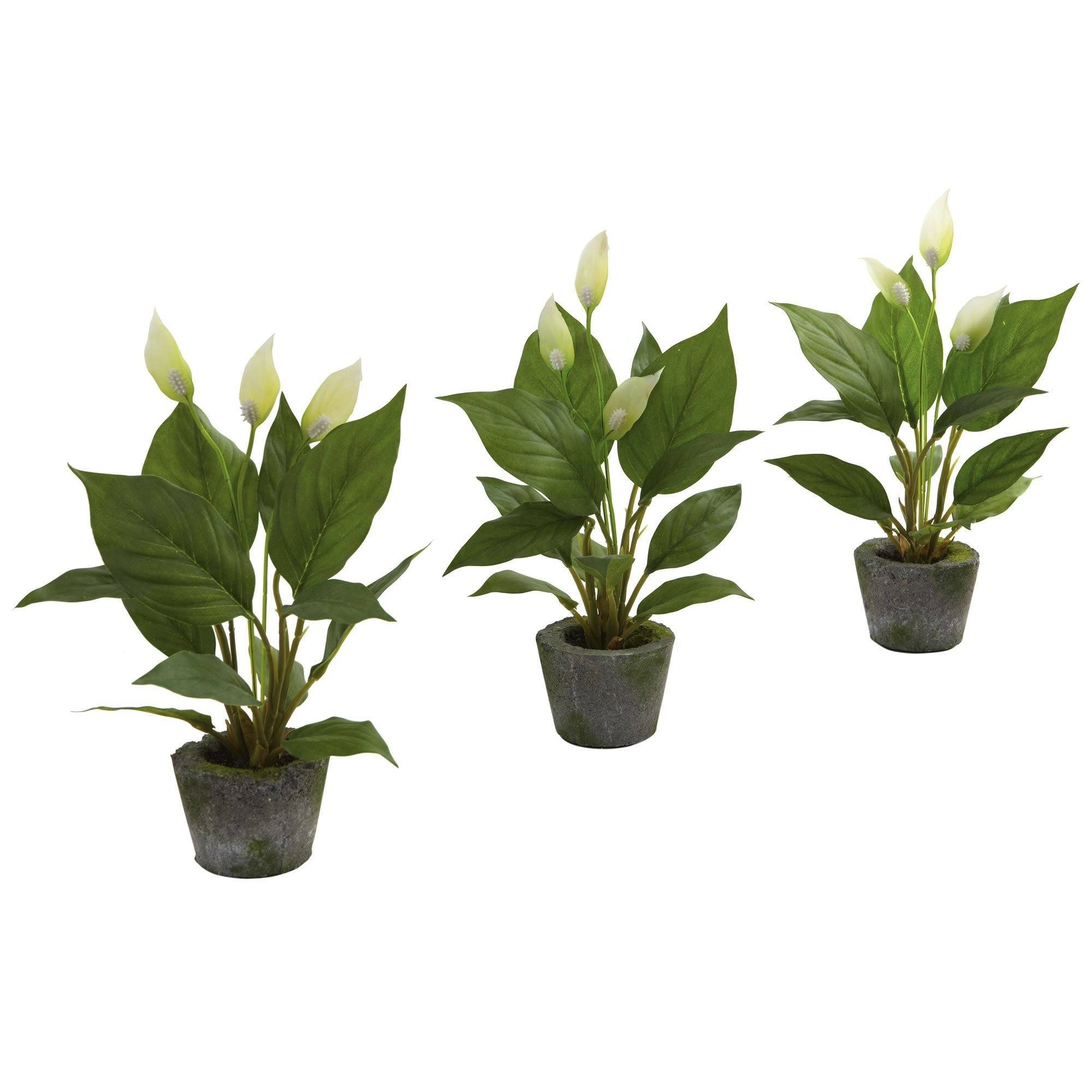  11” Spathyfillum w/Cement Planter (Set of 3) 