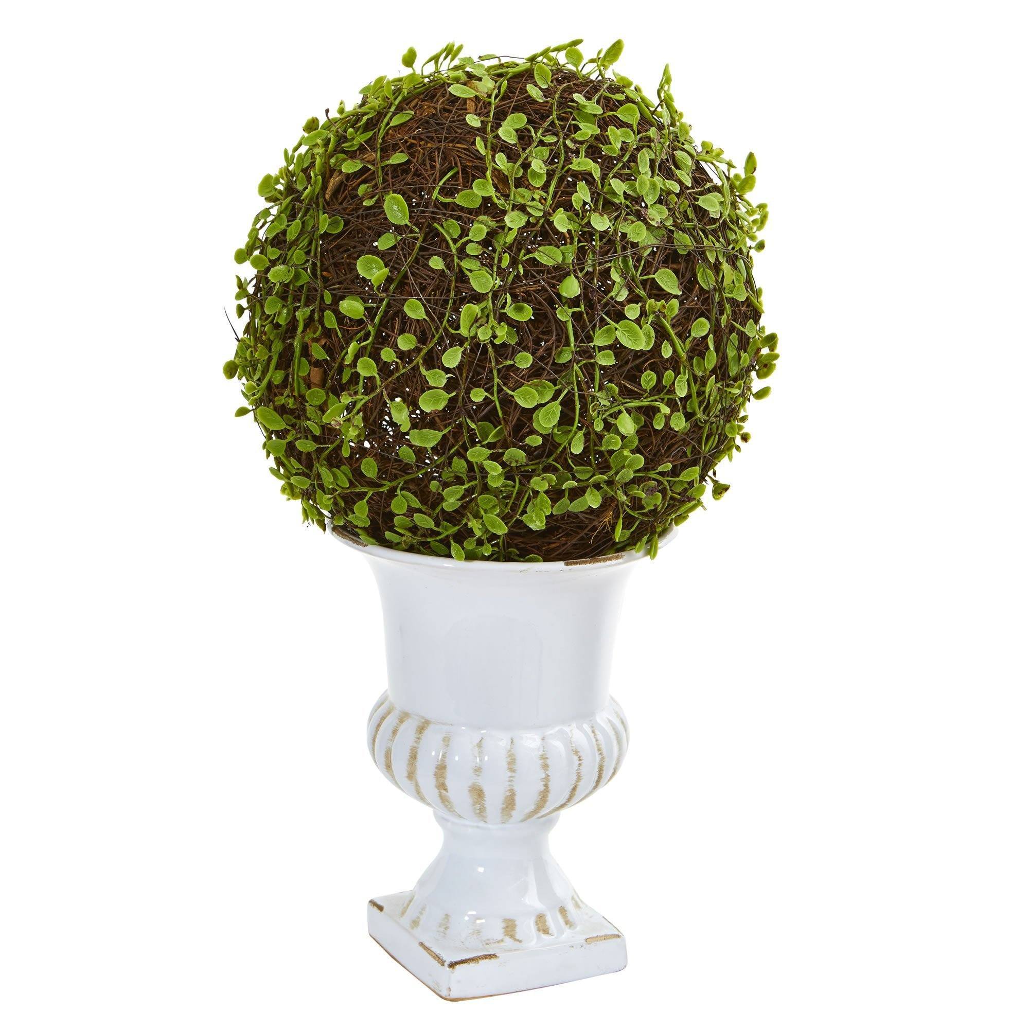  18” Mohlenbechia Ball Topiary in White Urn 