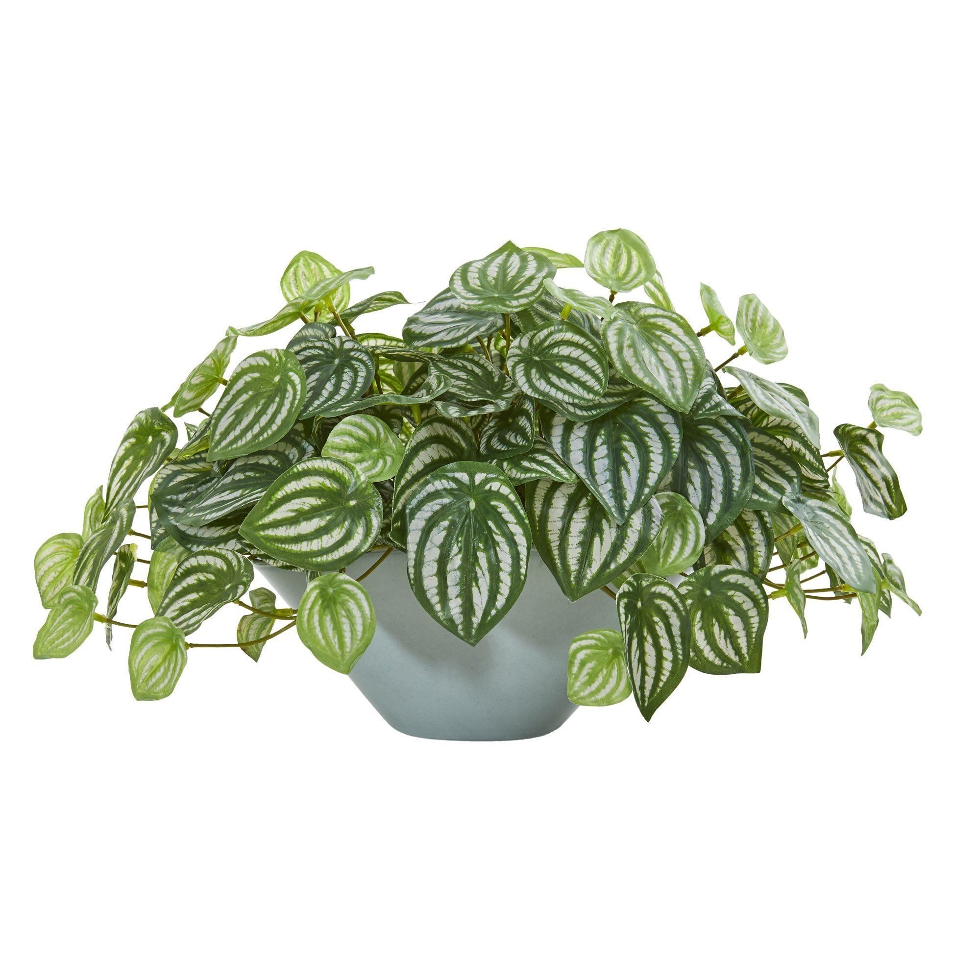  19” Watermelon Peperomia Artificial Plant in Green Vase (Real Touch) 