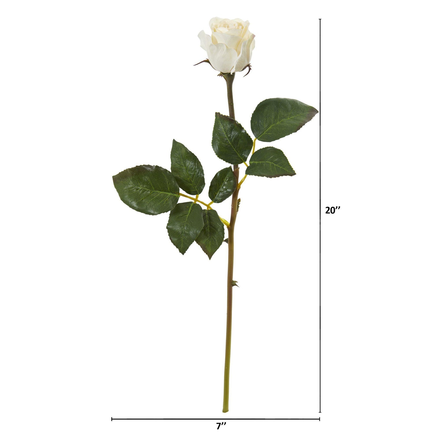 On average, how large is a standard rose bloom in bud or in flower? - Quora