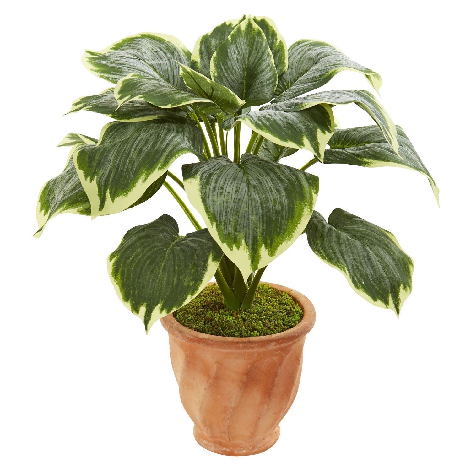 22” Variegated Hosta Artificial Plant in Terracotta Planter | Nearly ...