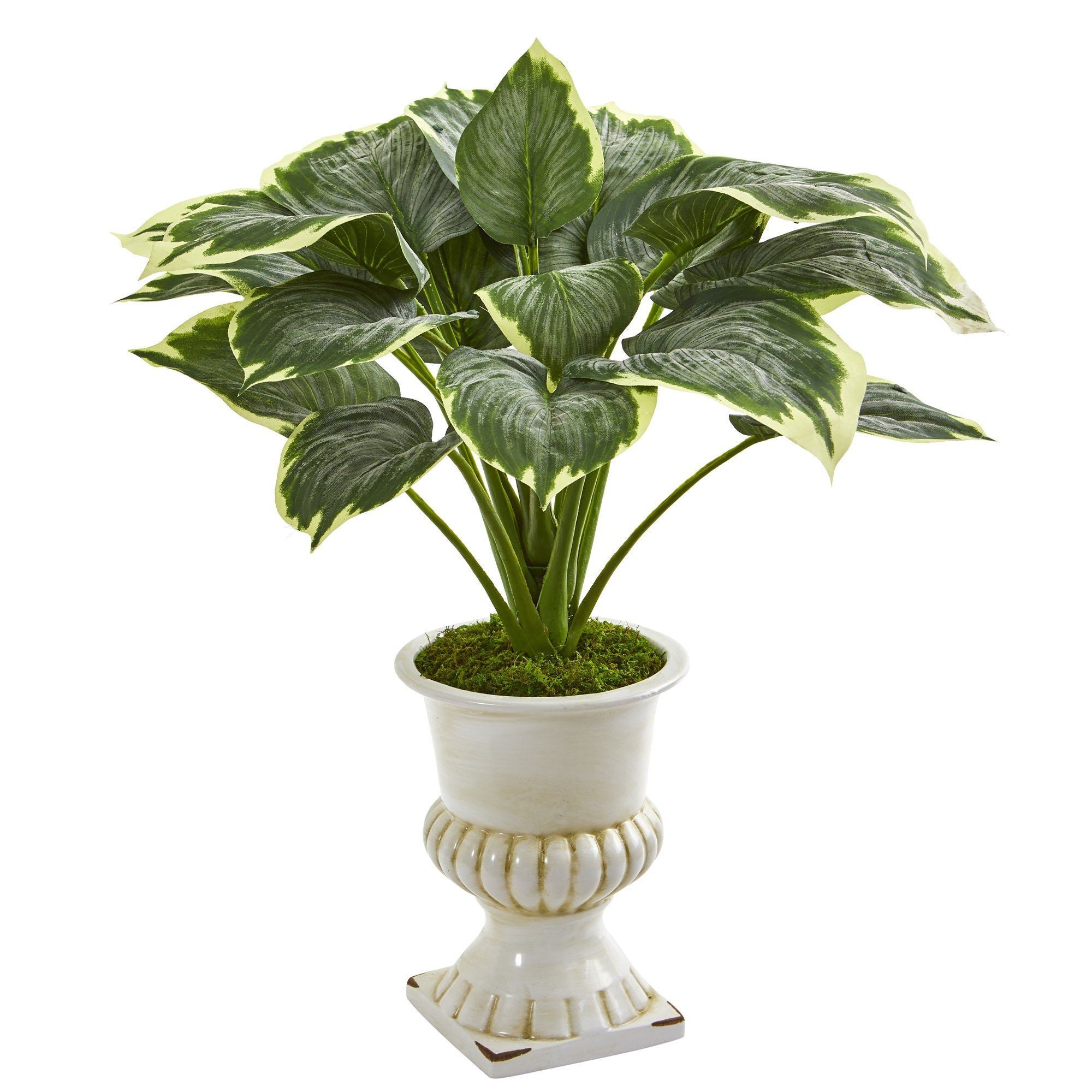 24” Variegated Hosta Artificial Plant in White Urn | Nearly Natural