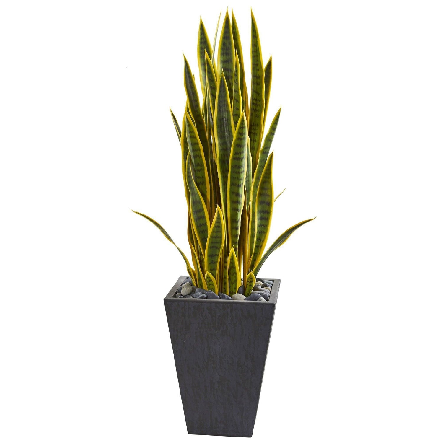 Sansevieria w/Black Planter