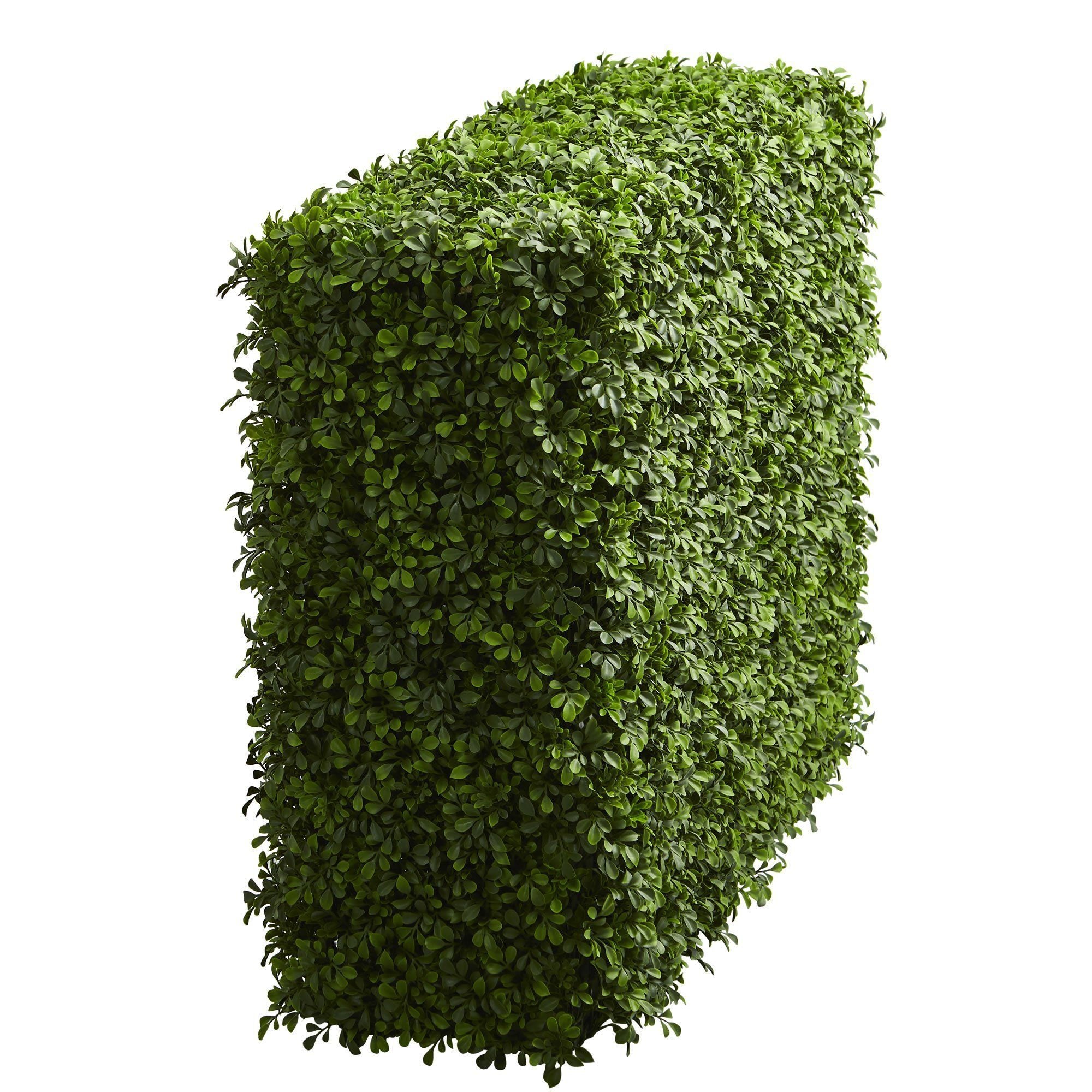 boxwood hedge