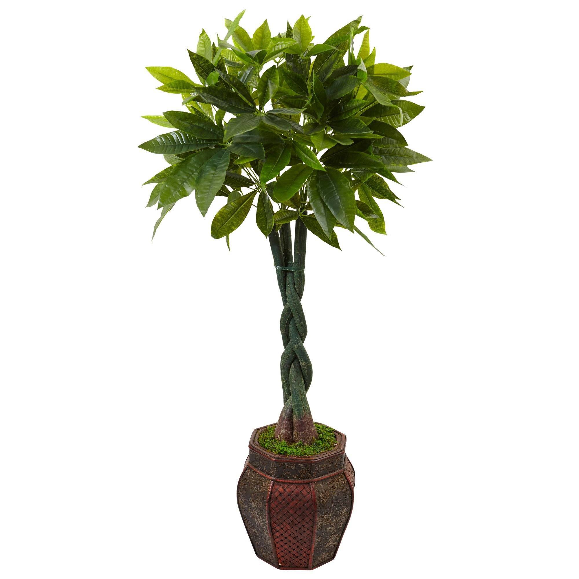  4.5’ Money Tree in Planter 