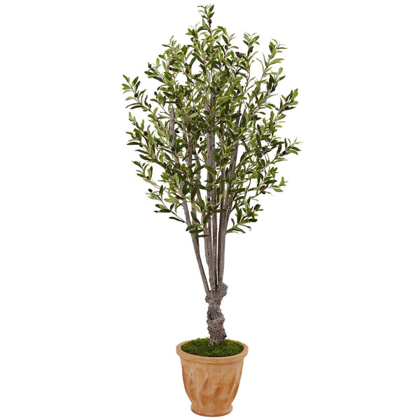 5’ Olive Tree in Terracotta Planter