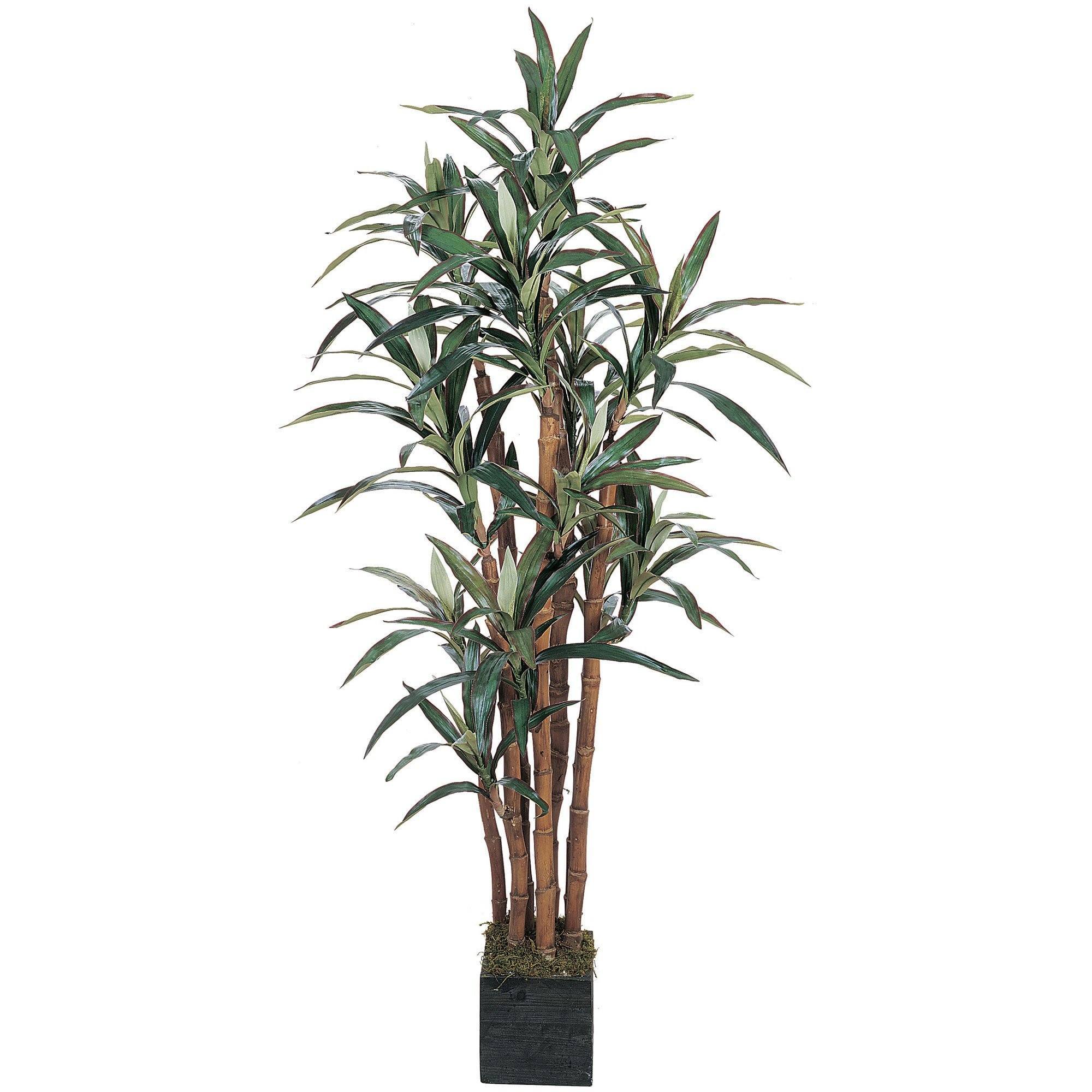  5' Yucca Silk Tree 