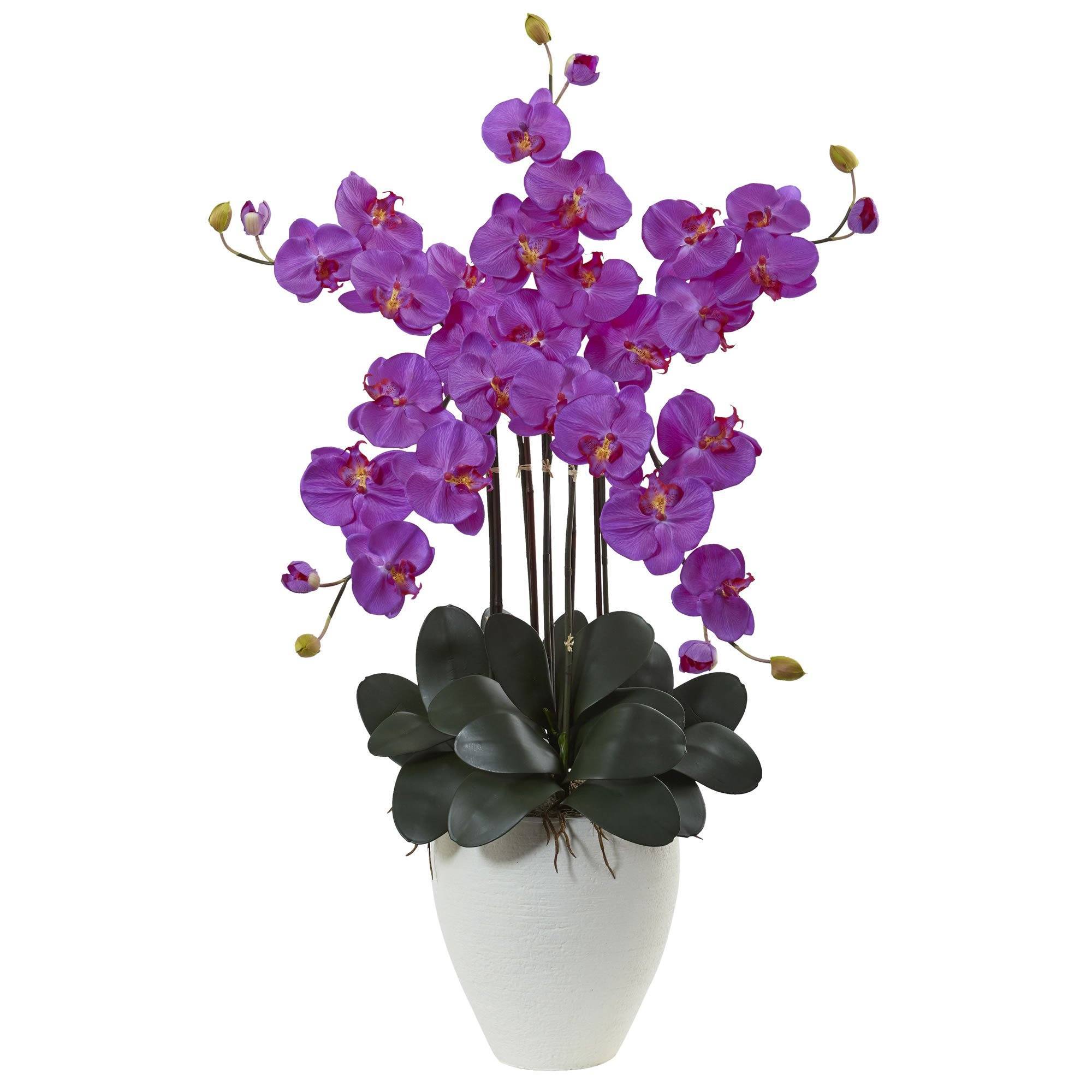  50” Giant Phalaenopsis Orchid Arrangement 