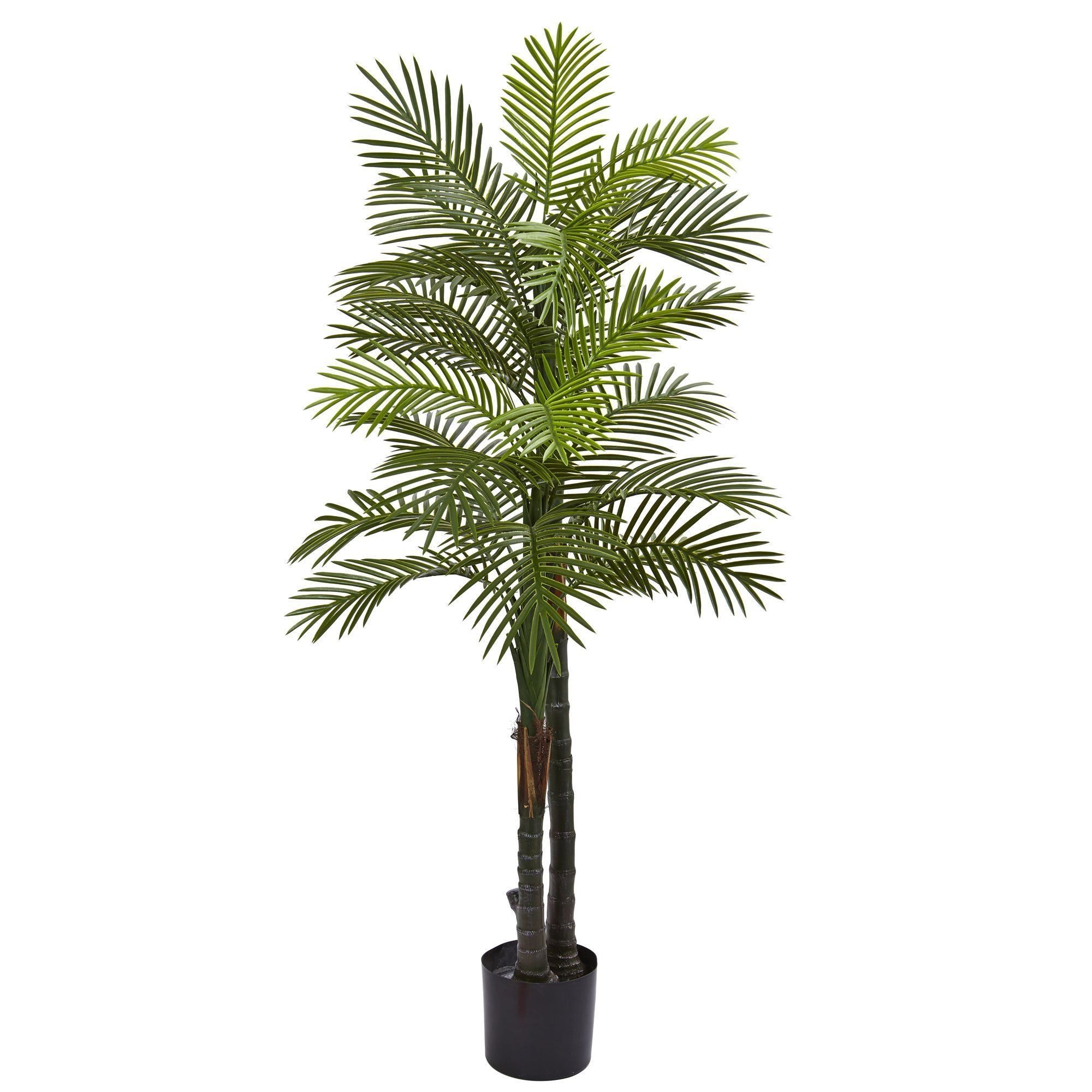  5.5’ Double Robellini Palm Tree UV Resistant (Indoor/Outdoor) 