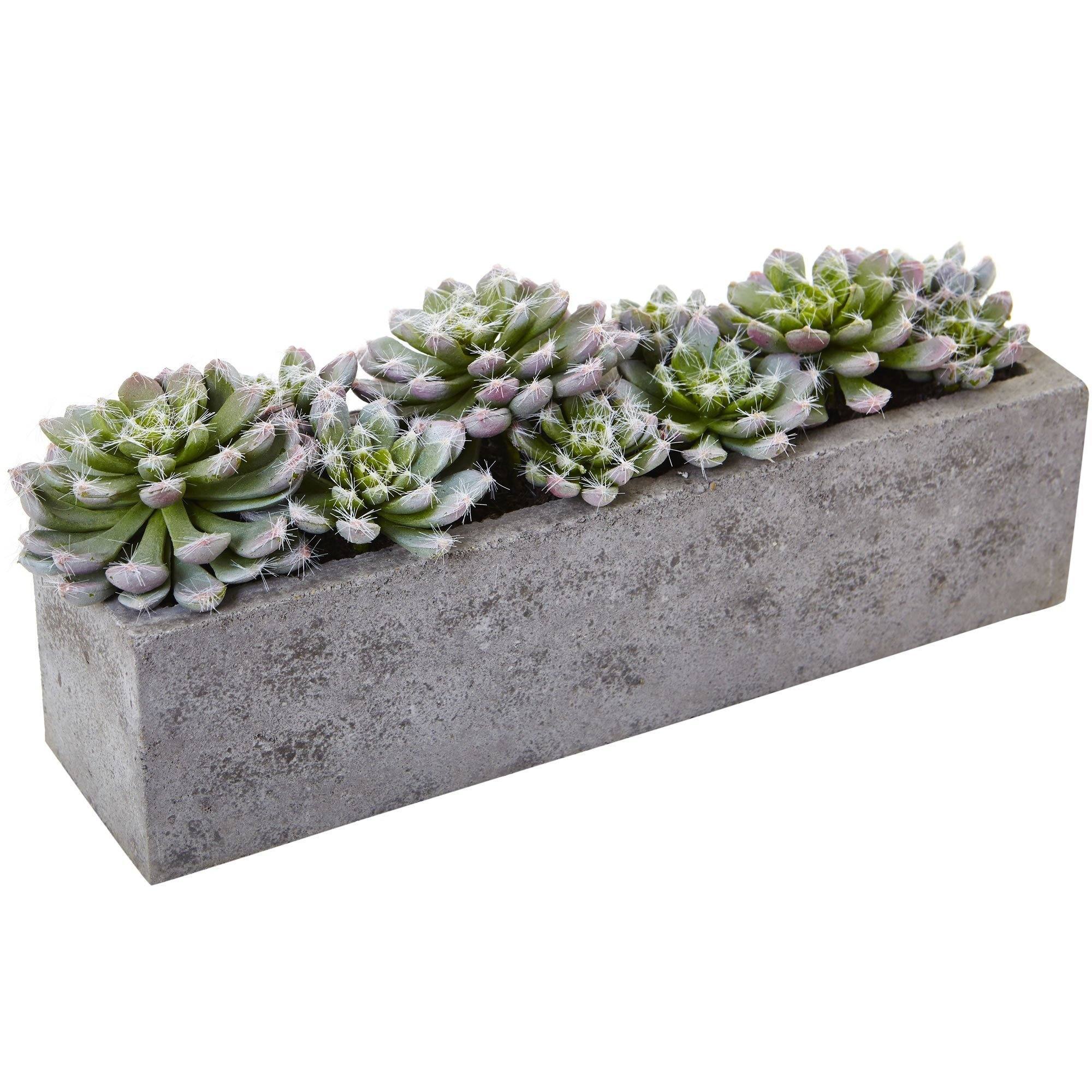  5.5” Succulent Garden w/Textured Concrete Planter 