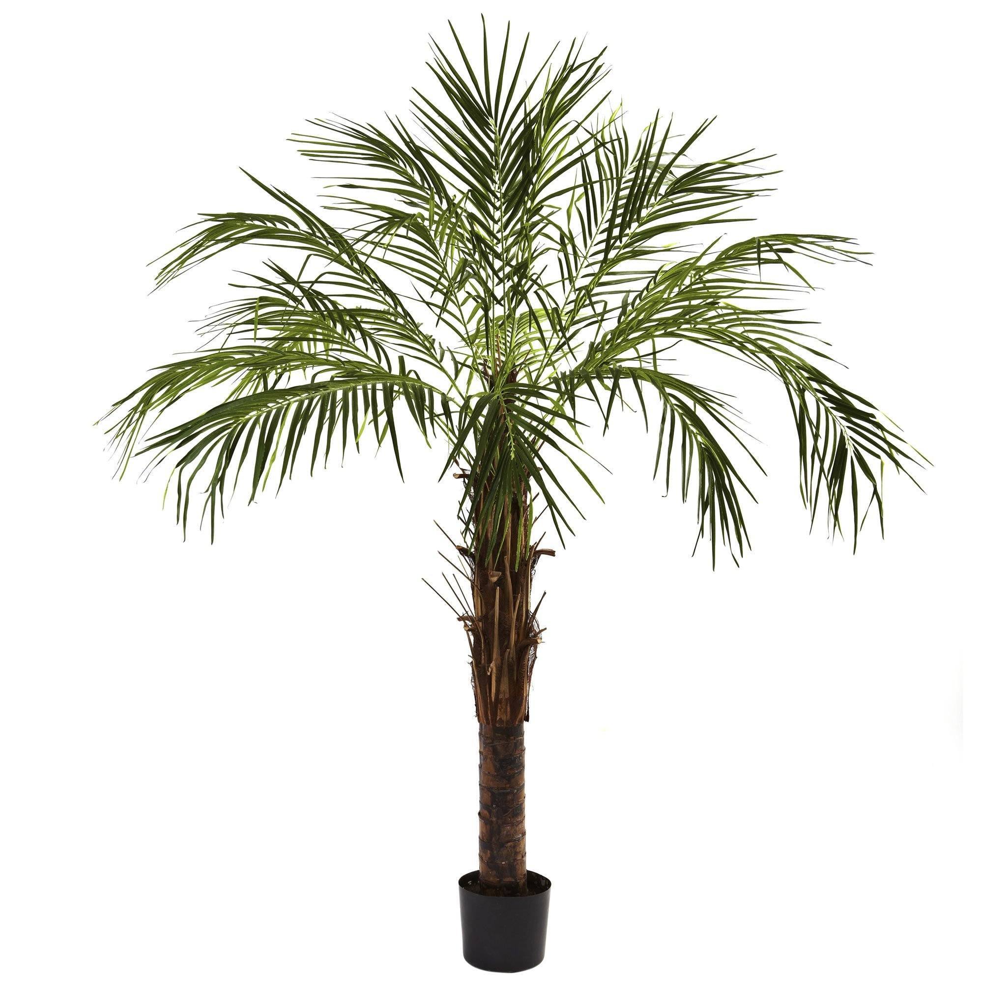  6’ Robellini Palm Tree 