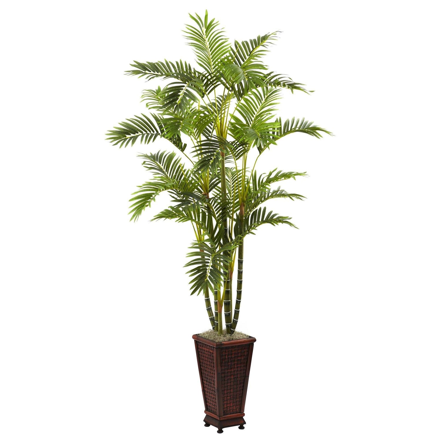 6.5’ Areca w/Decorative Planter