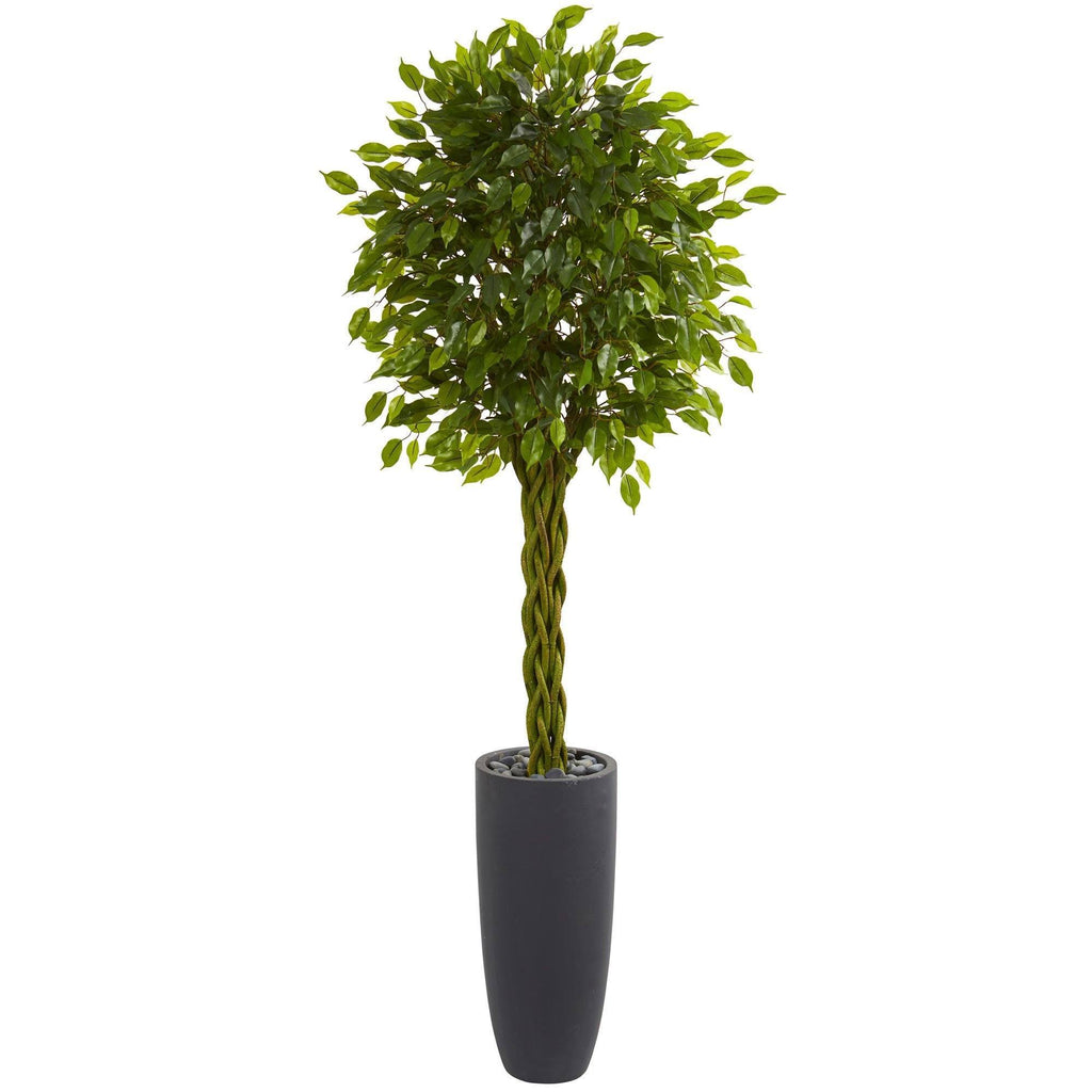 6.5’ Braided Ficus Artificial Tree in Cylinder Planter UV