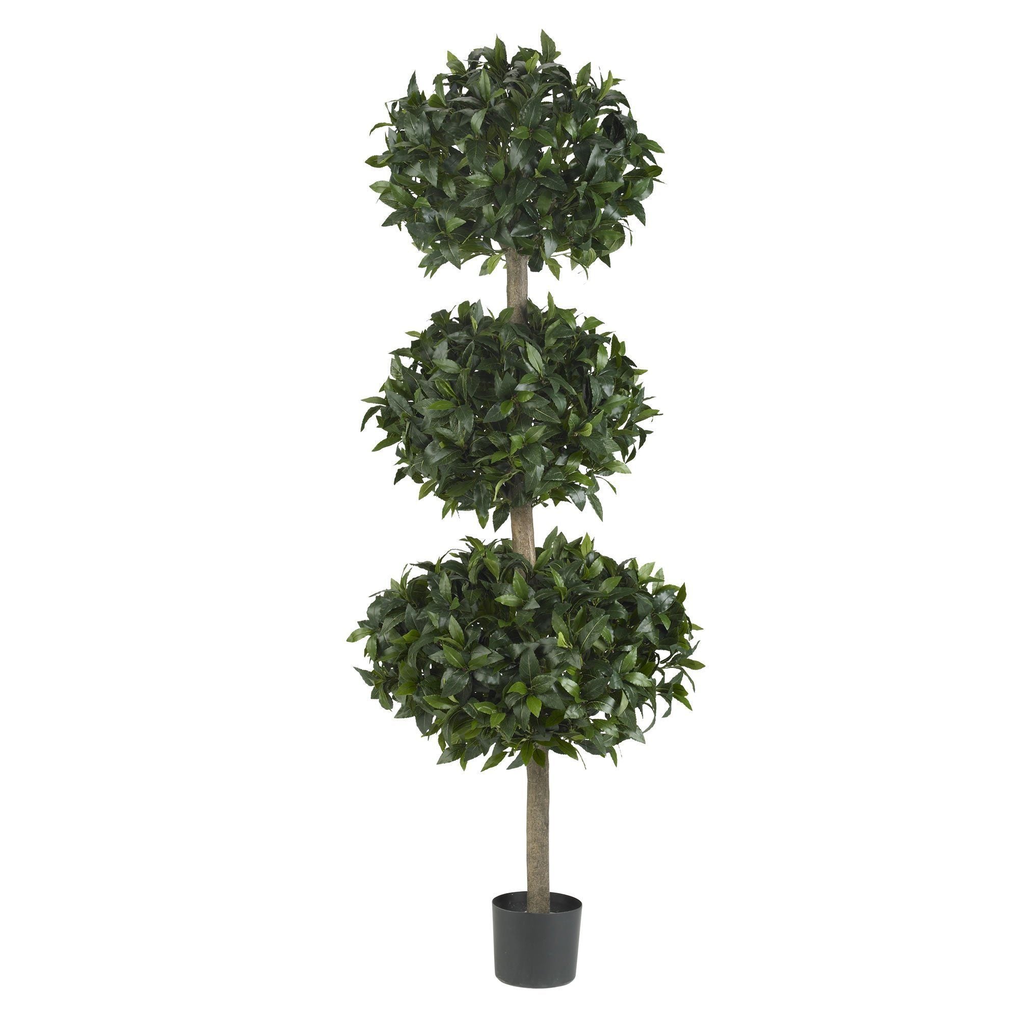  69" Sweet Bay Triple Ball Tree" 