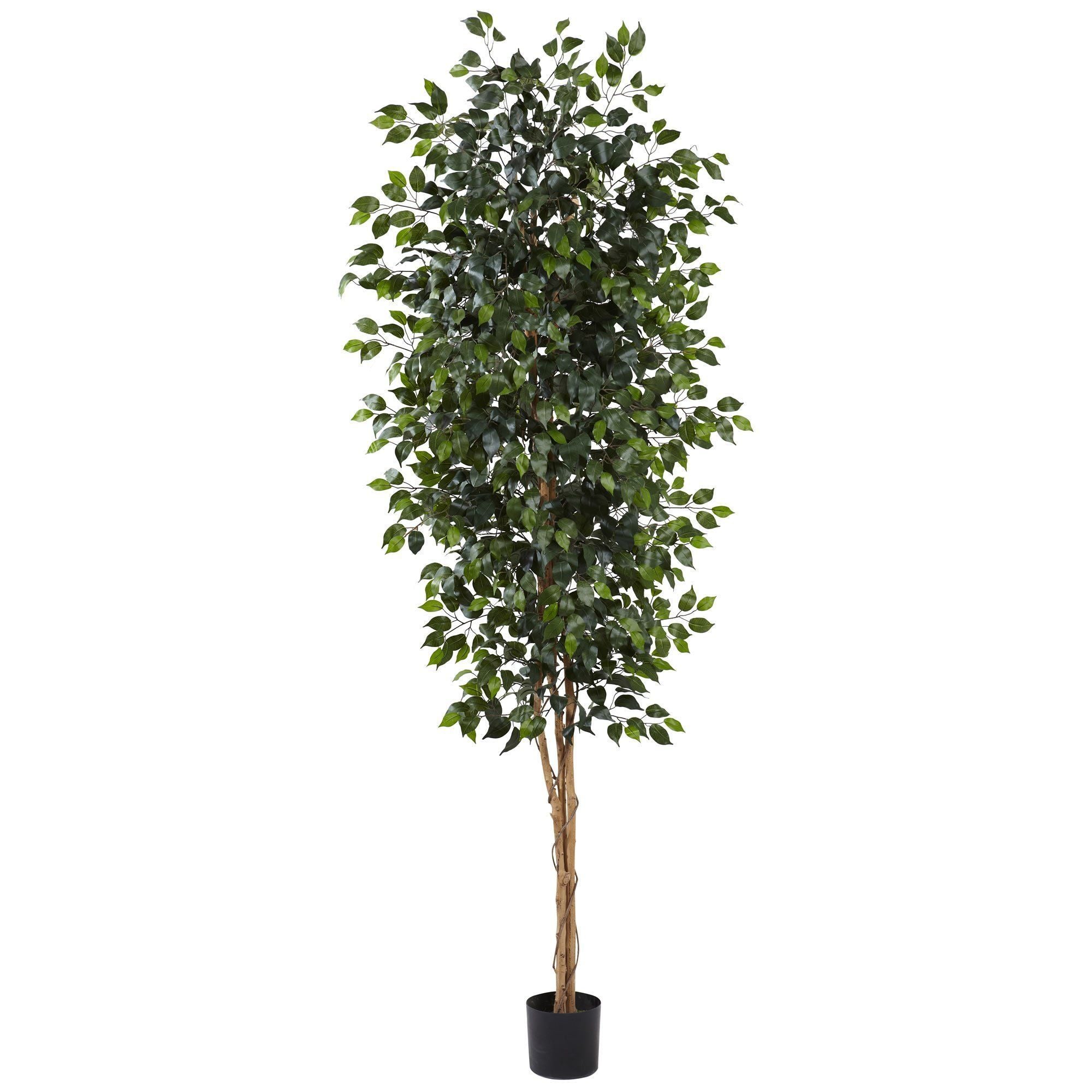  8’ Ficus Tree w/1512 Lvs 