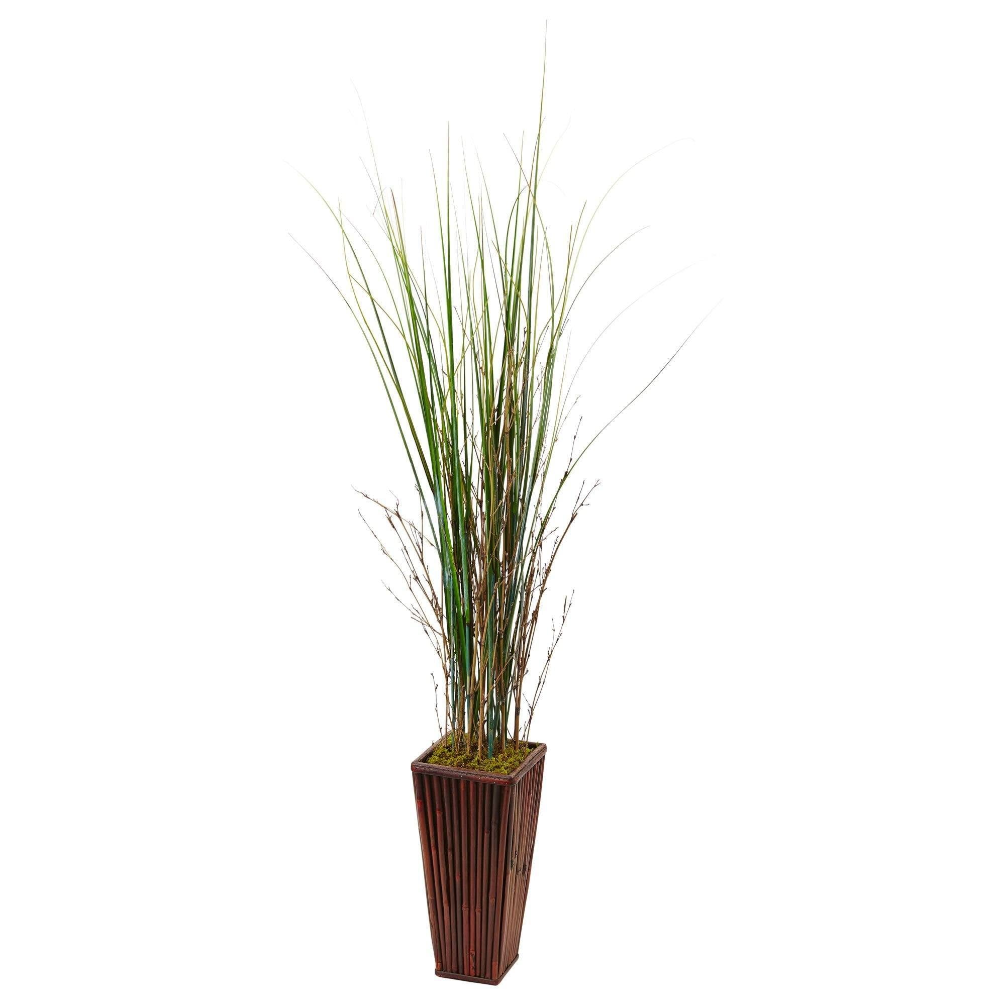  Bamboo Grass in Bamboo Planter 