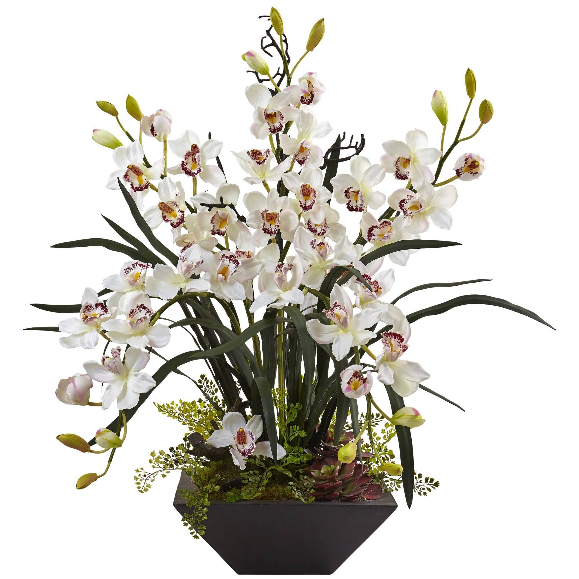 Цимбидиум (Cymbidium)