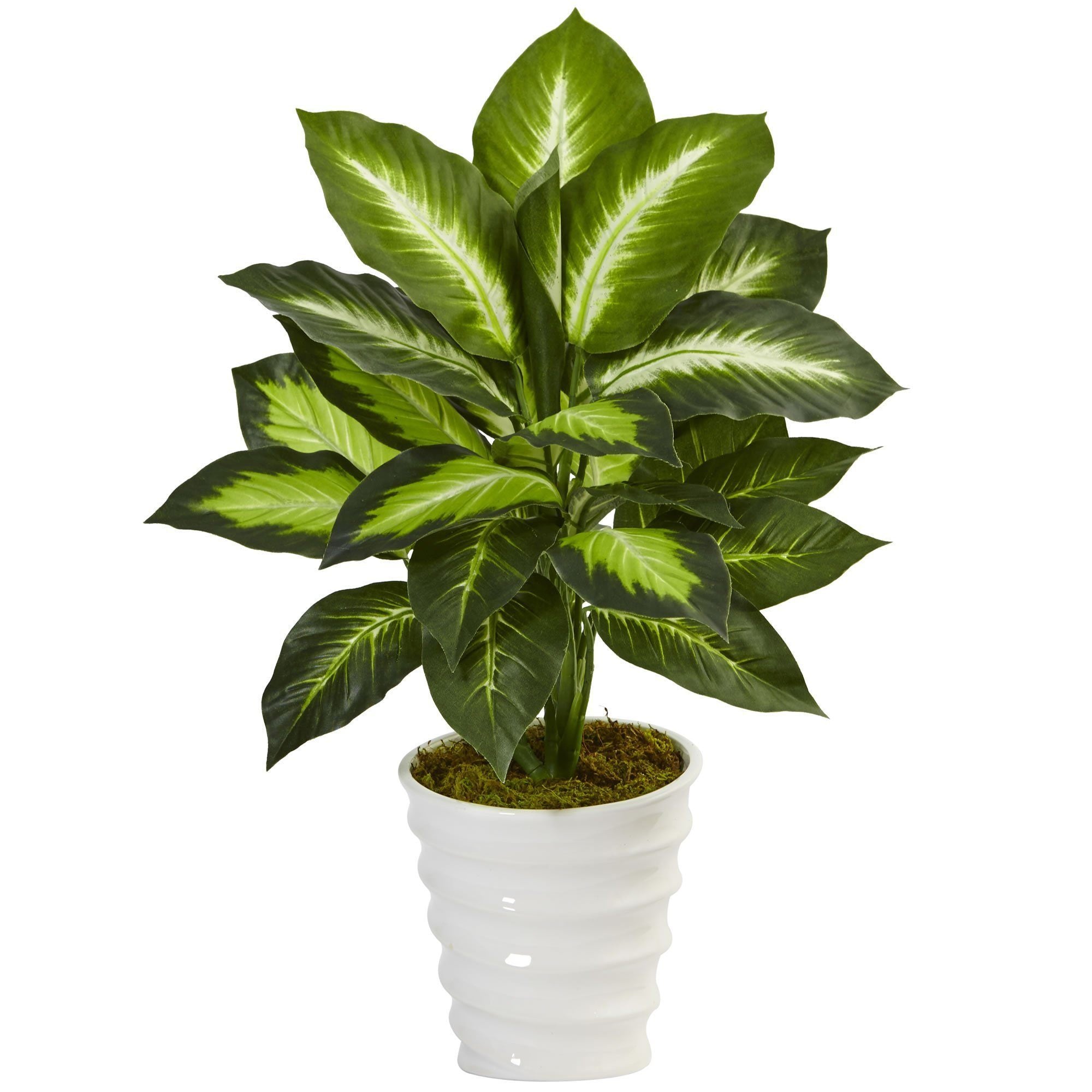  Dieffenbachia in Swirl Planter 