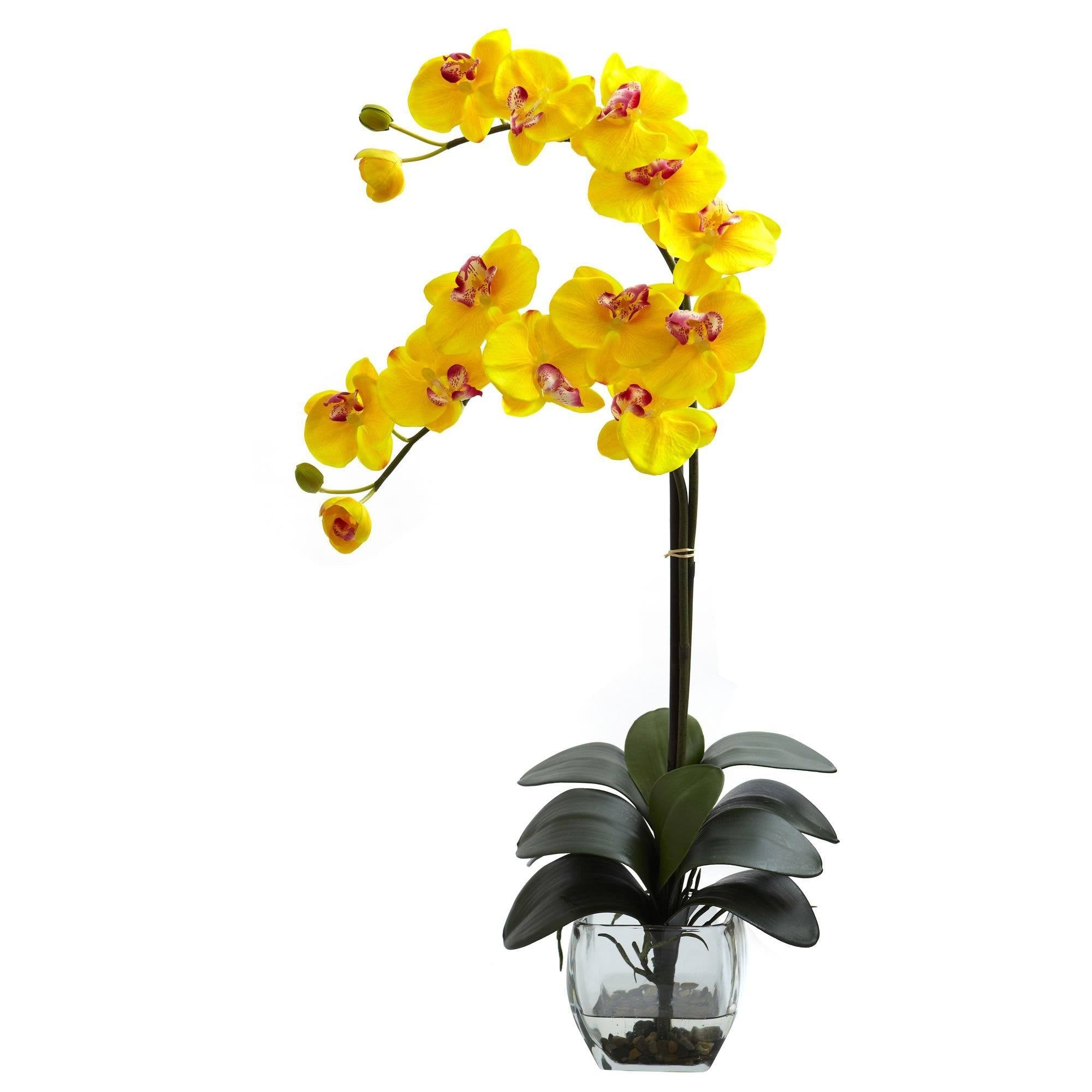 Купить орхидею в саратове. Фаленопсис Еллоу Бьюти. Орхидея фаленопсис гигант. Орхидея фаленопсис одноствольная. Фаленопсис Каскад оранжевая.