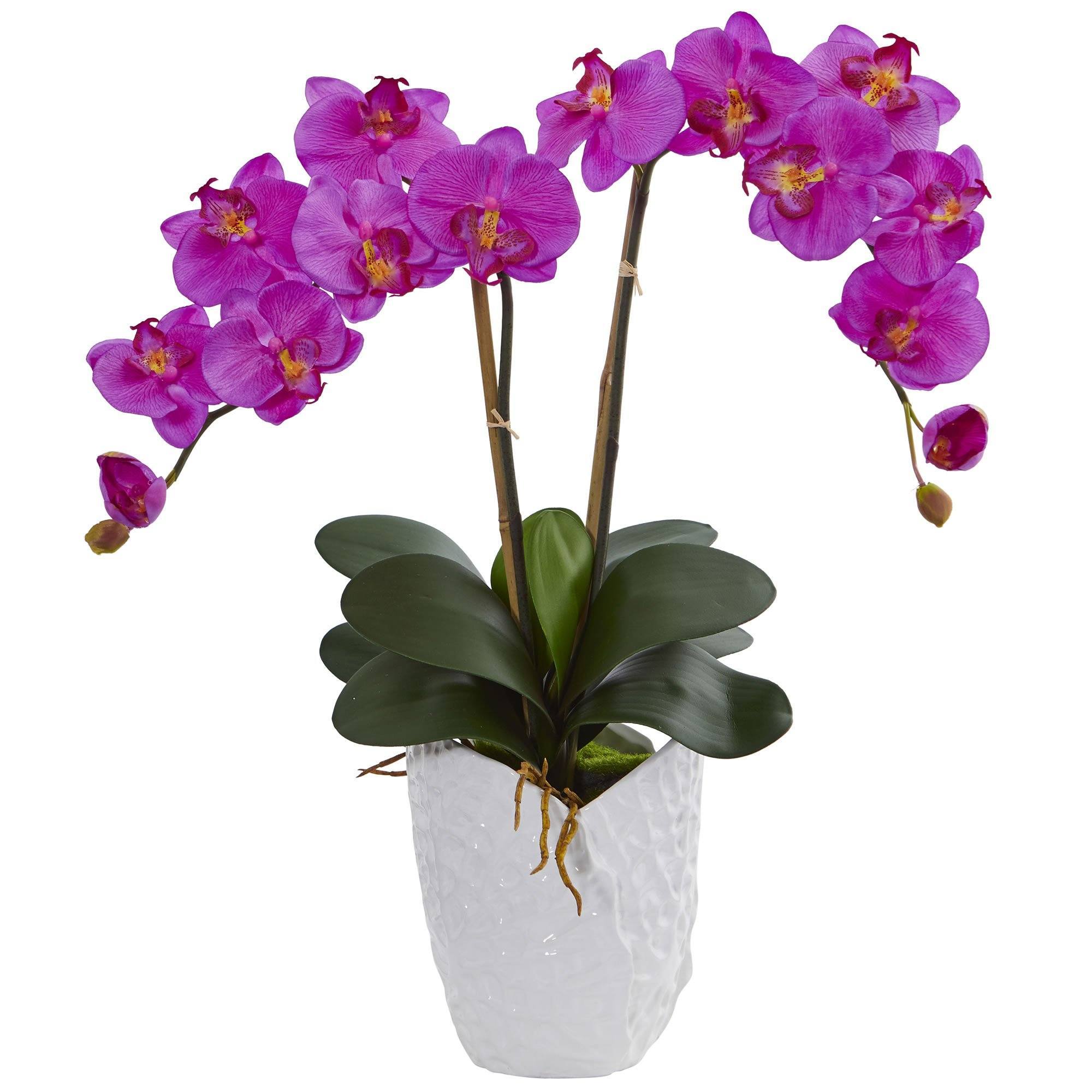 Купить орхидею в горшке авито. Орхидея фаленопсис Beaumonde. Фаленопсис Кали. Орхидея кустовая Дендробиум. Фаленопсис Аполло.