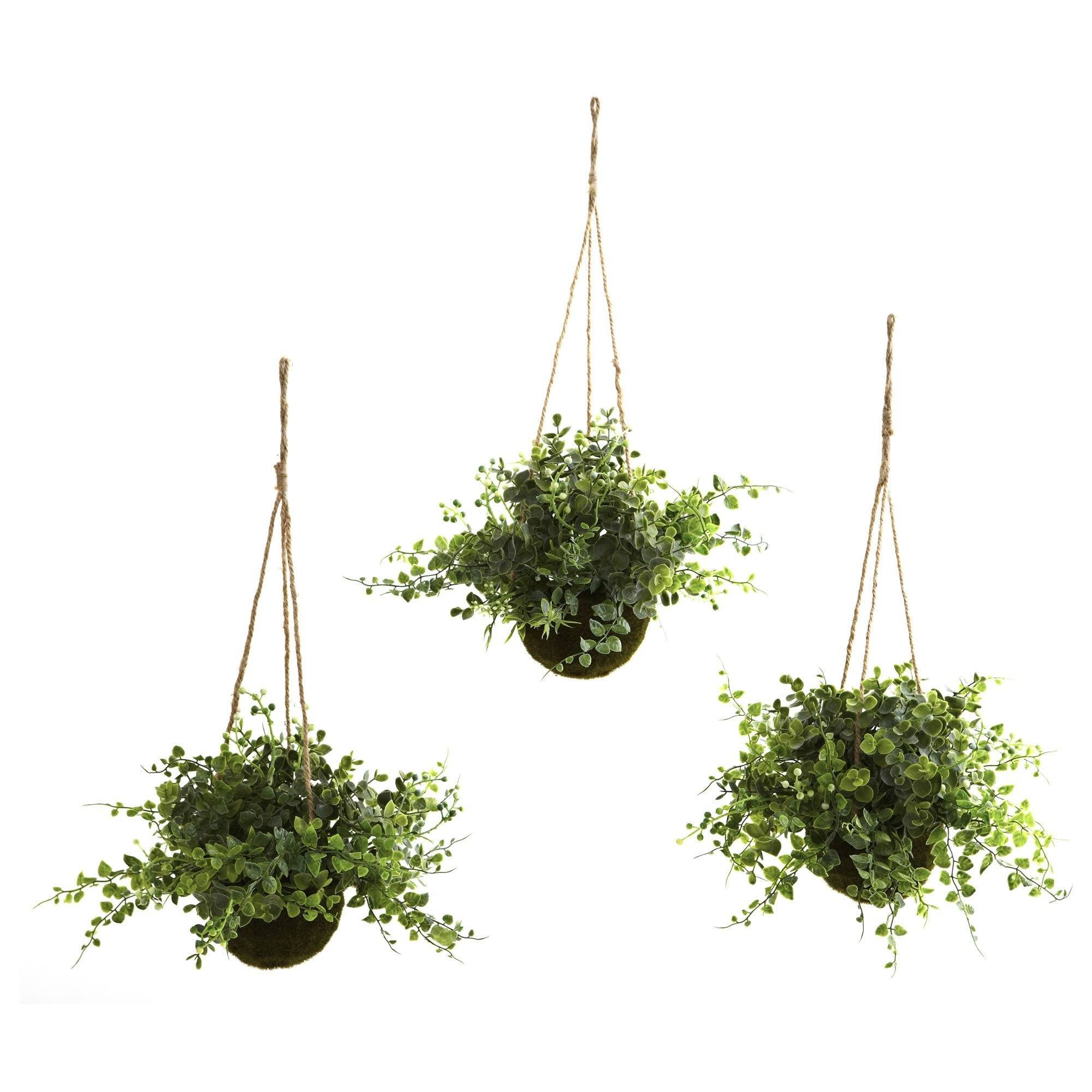 Image of Eucalyptus, Maiden Hair & Berry Hanging Basket (Set of 3)