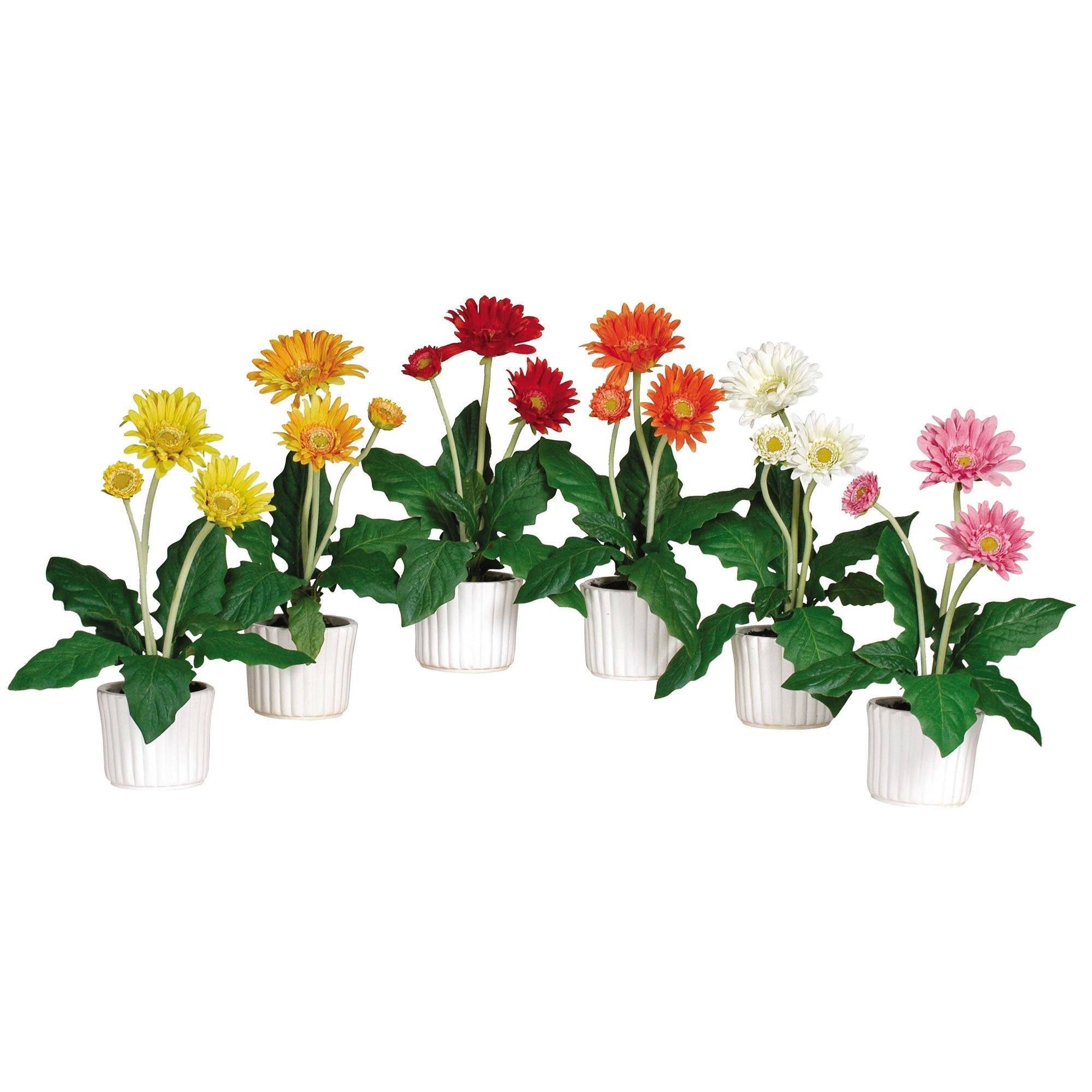  Gerber Daisy w/White Vase (Set of 6) 