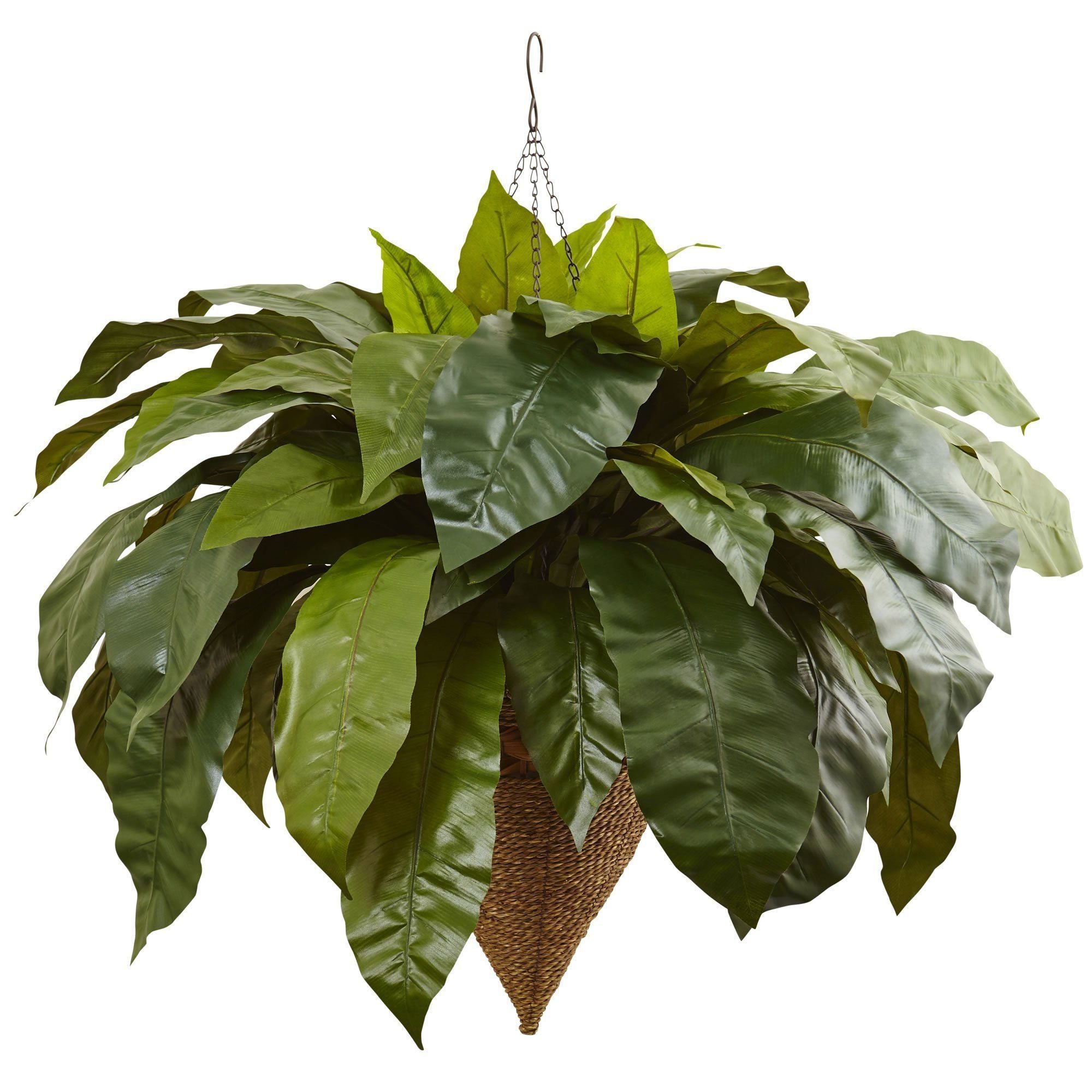  Giant Bird’s Nest Fern with Cone Hanging Basket 