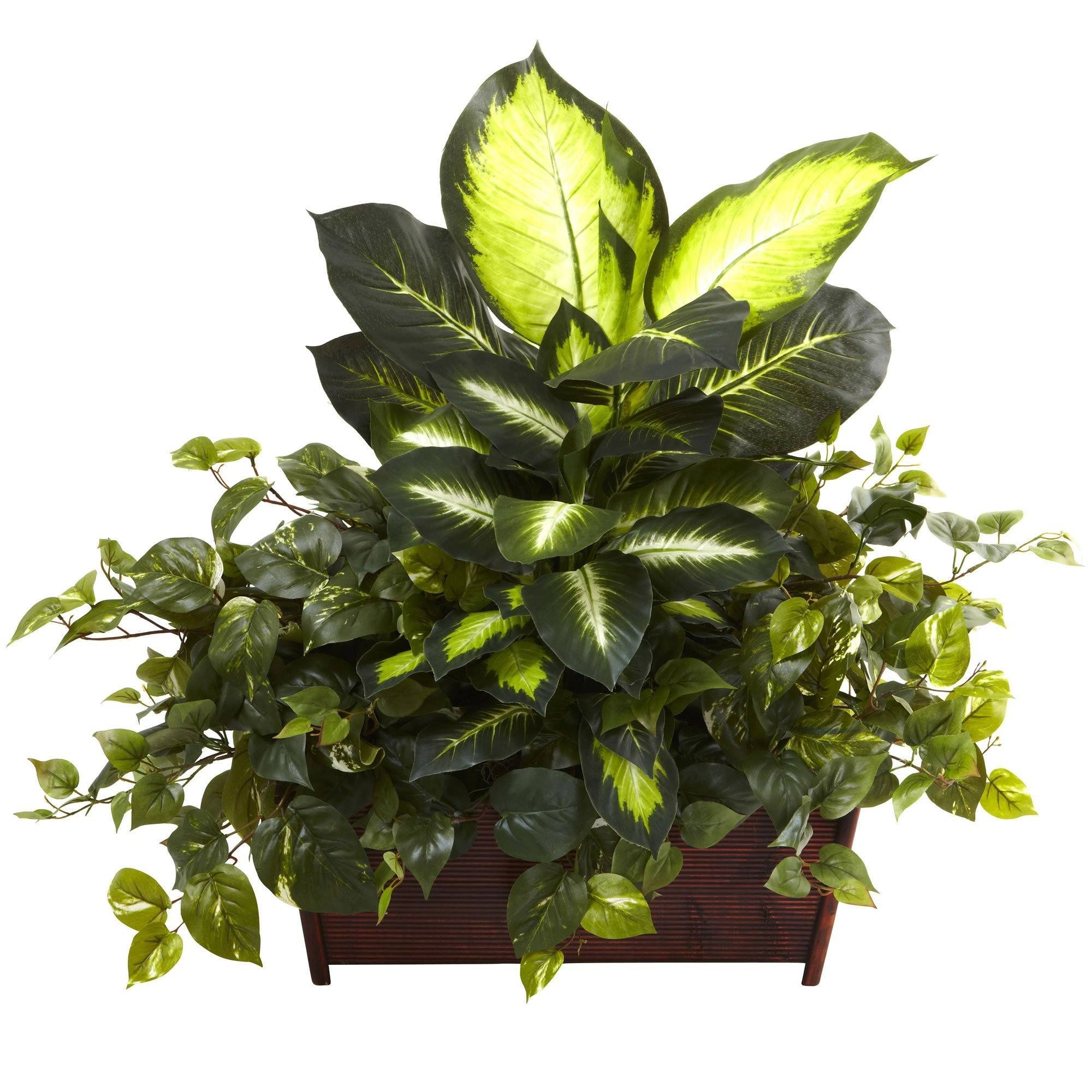  Golden Dieffenbachia, Philo & Pothos w/Wood Planter 