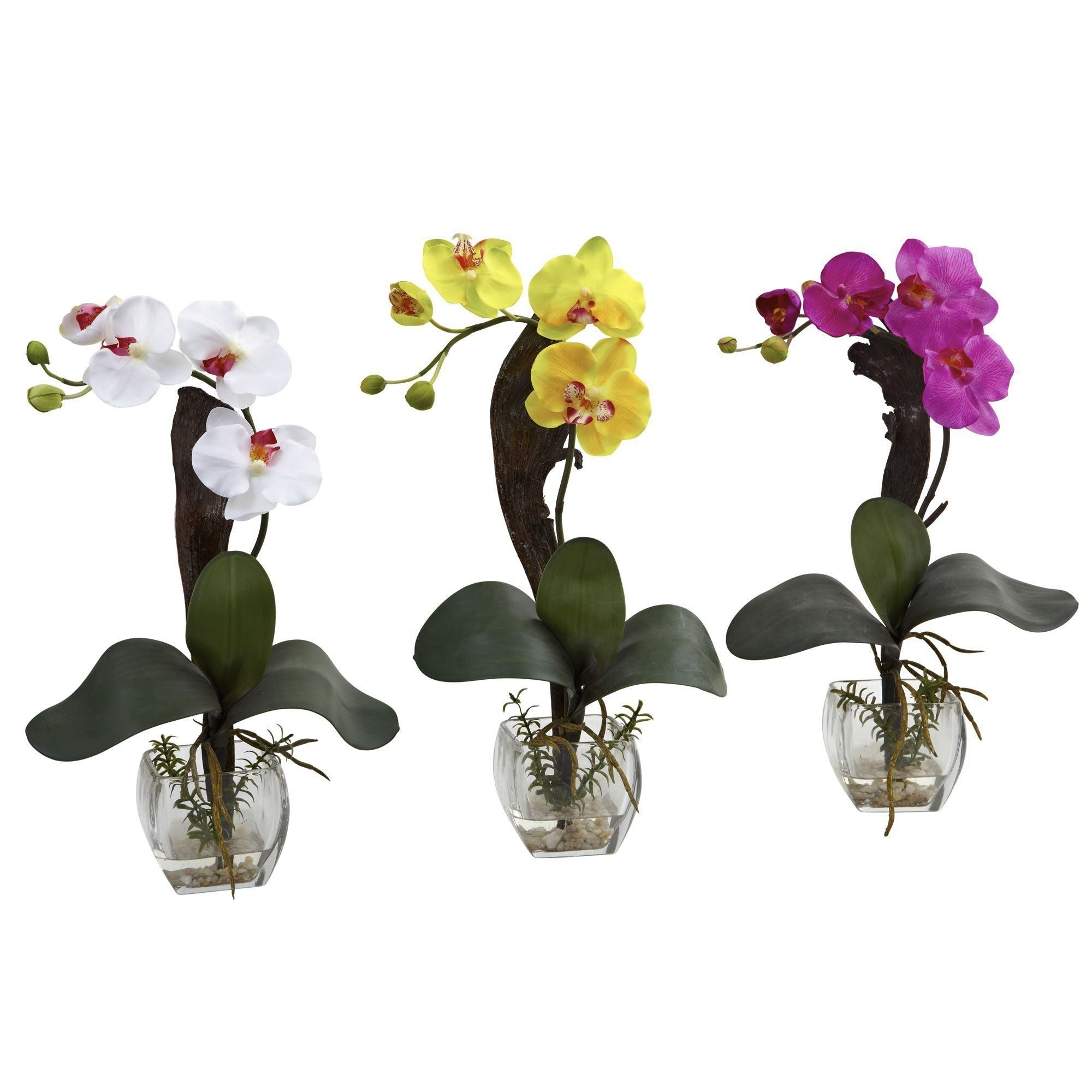  Mini Phal Orchid Arrangement (Set of 3) 