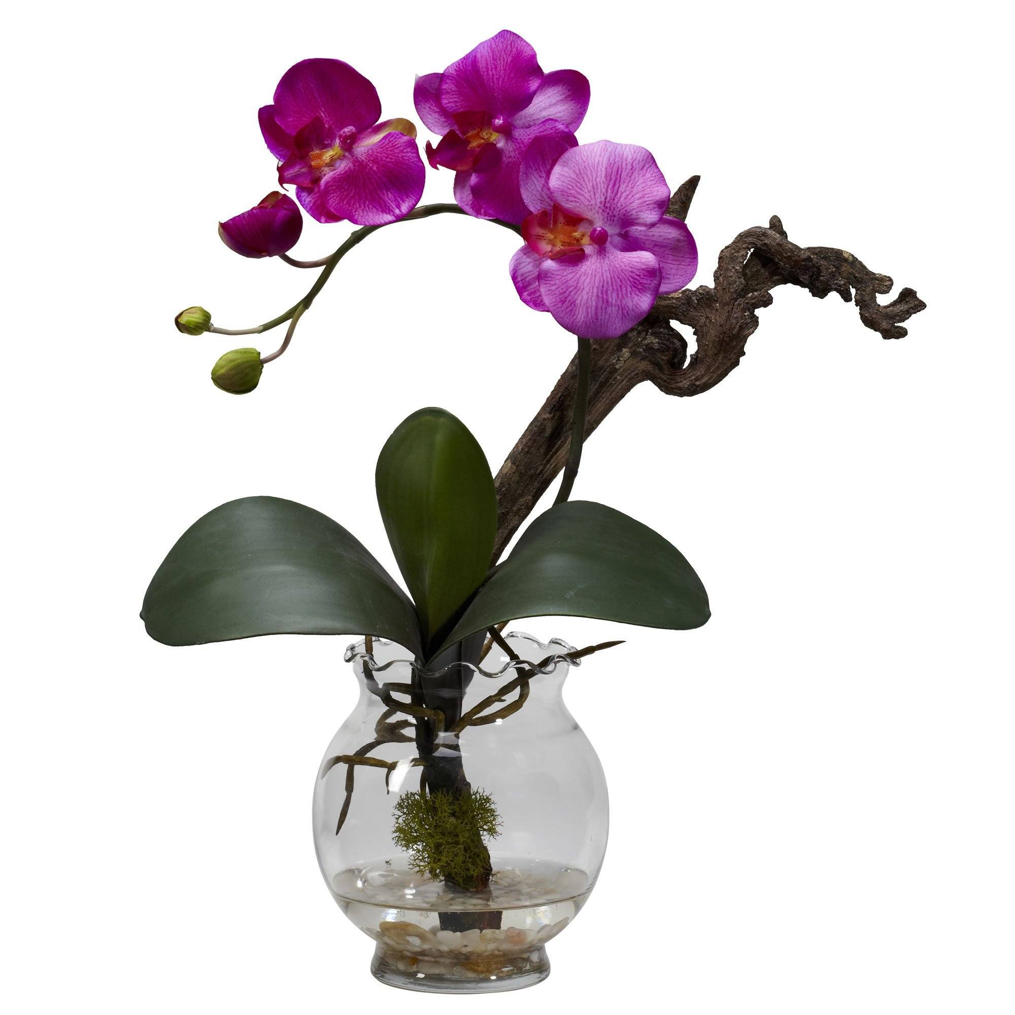 Орхидея Живая Купить В Спб