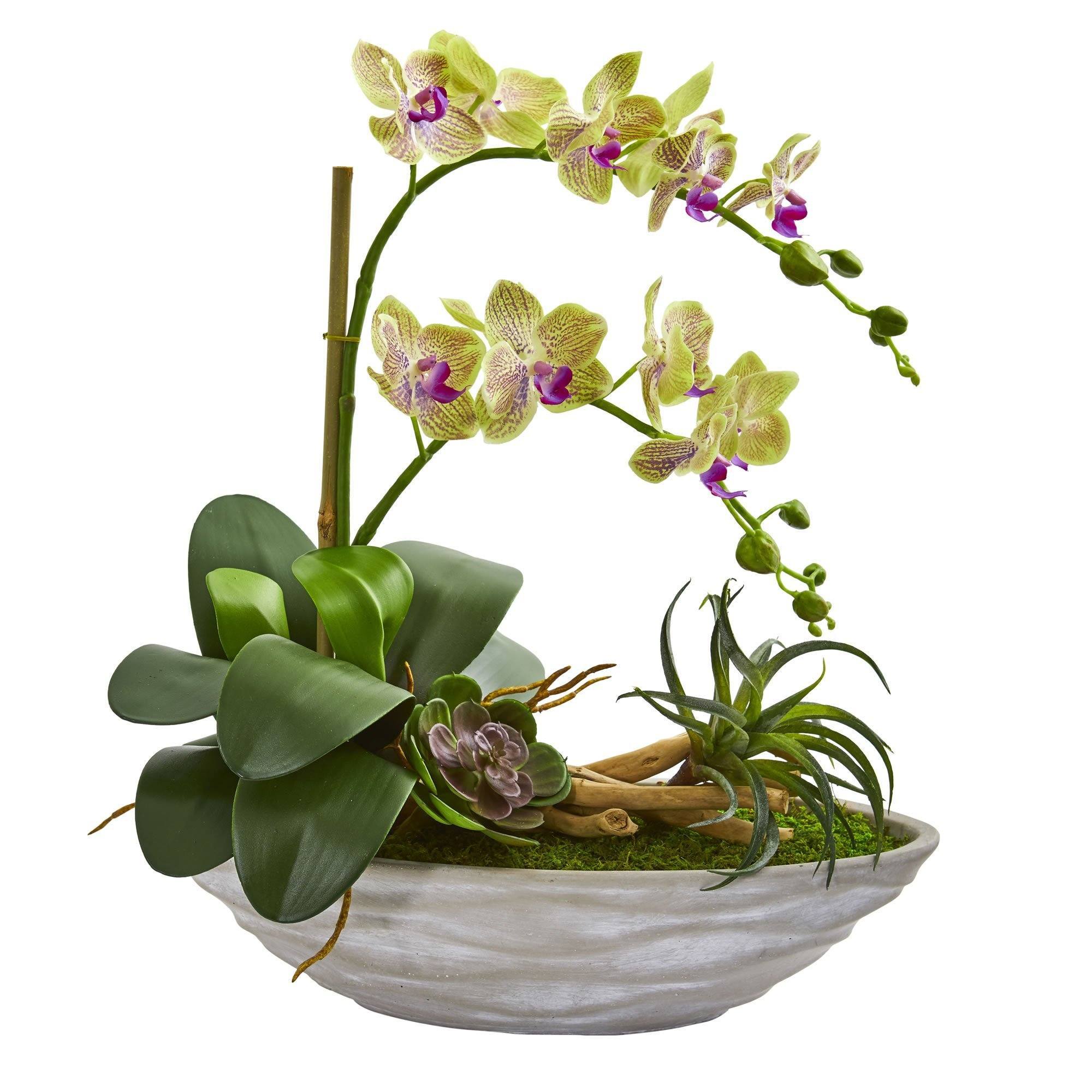 Орхидея живая цветок. Орхидея с суккулентами. Орхидея Дендробиум. Композиции с орхидеей фаленопсис. Кокедама для орхидей.