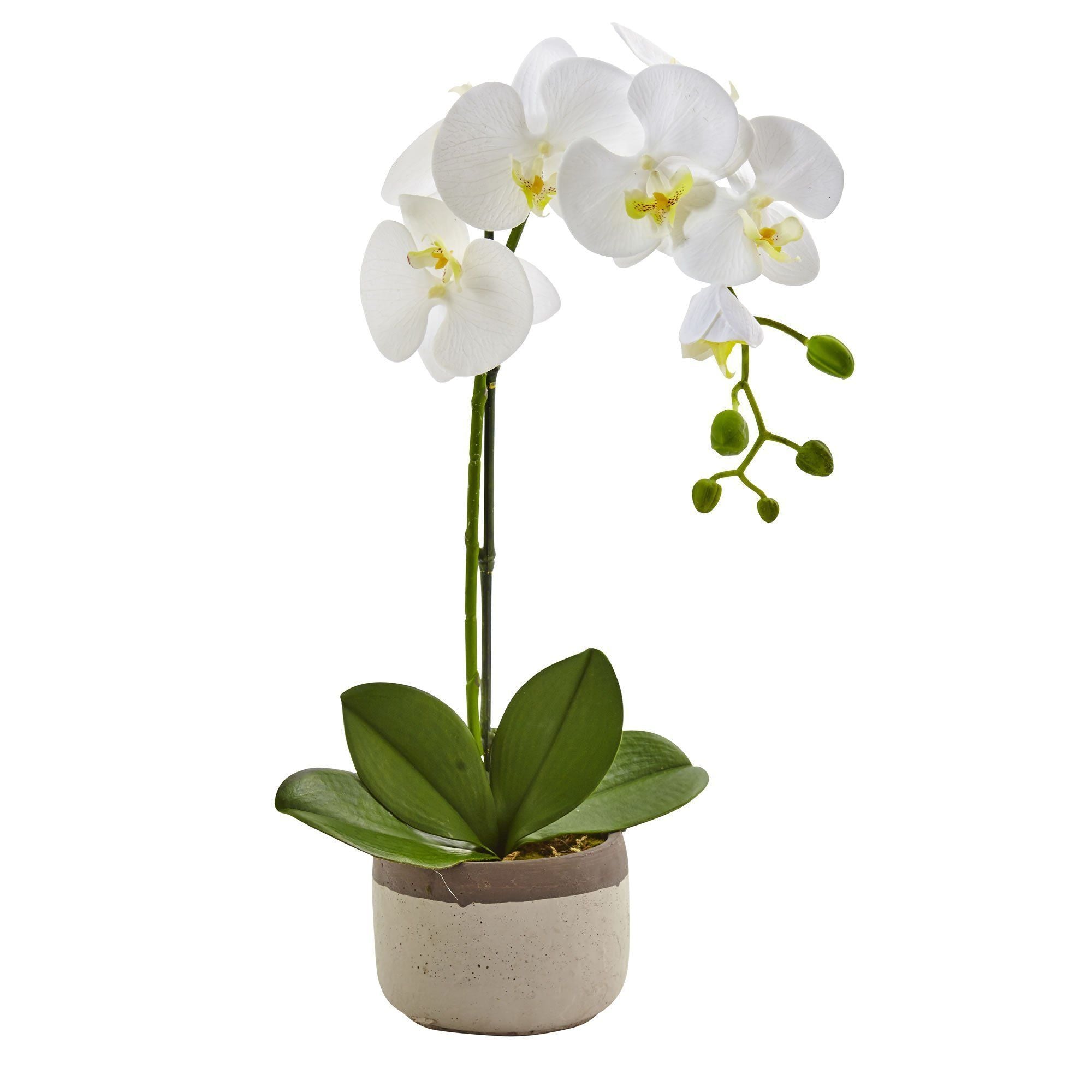 Image of Phalaenopsis Orchid in Ceramic Pot