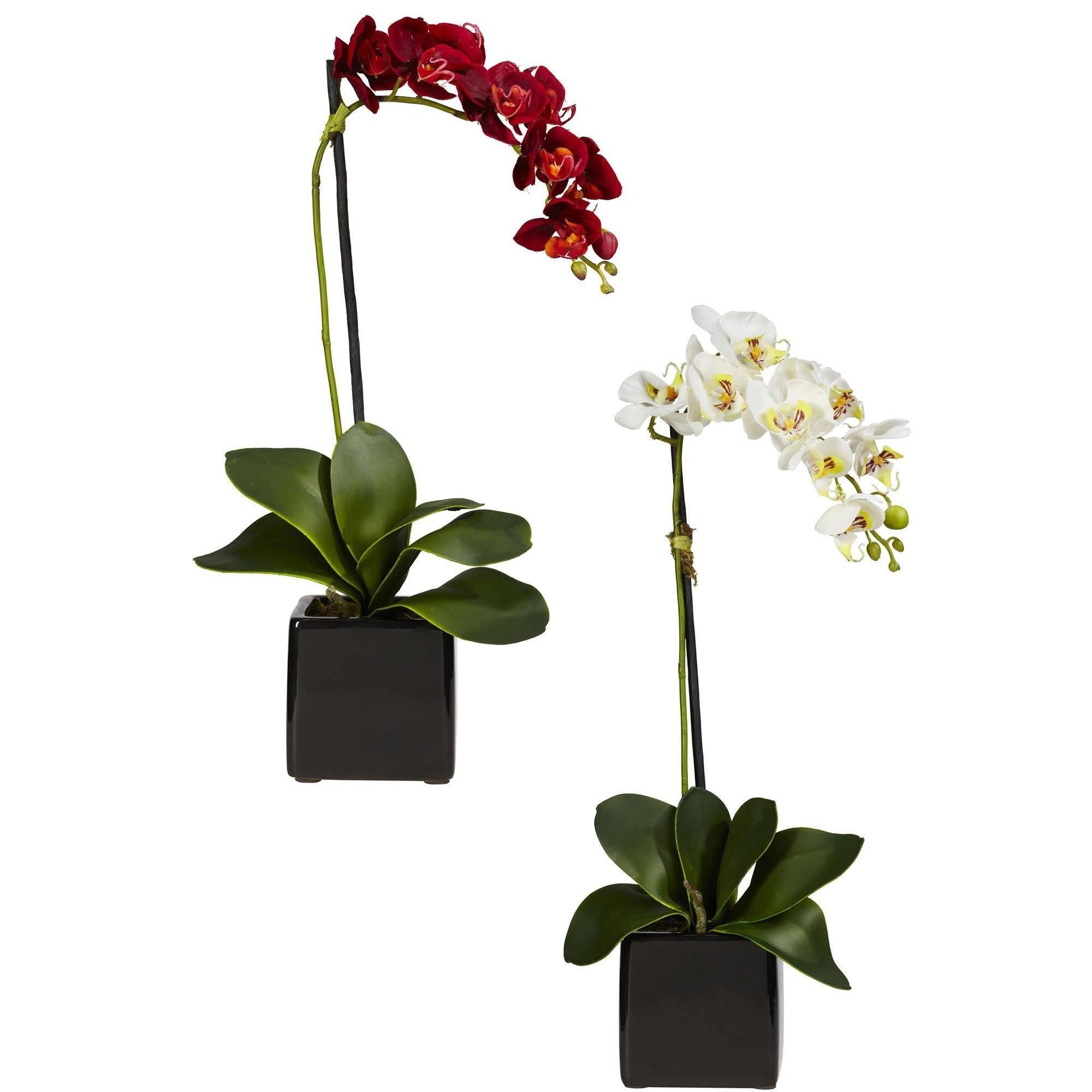  Phaleanopsis Orchid w/Black Vase Silk Arrangement (Set of 2) 