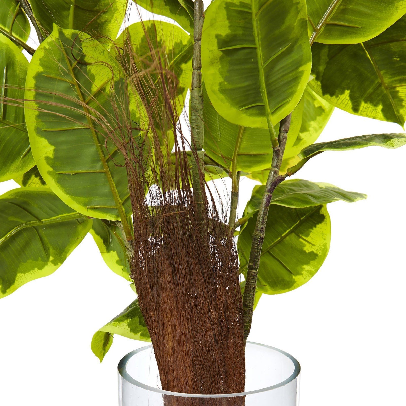 Rubber Plant In Glass Cylinder Nearly Natural   Artificial Rubber Plant In Glass Cylinder Nearly Natural 118501 1600x 